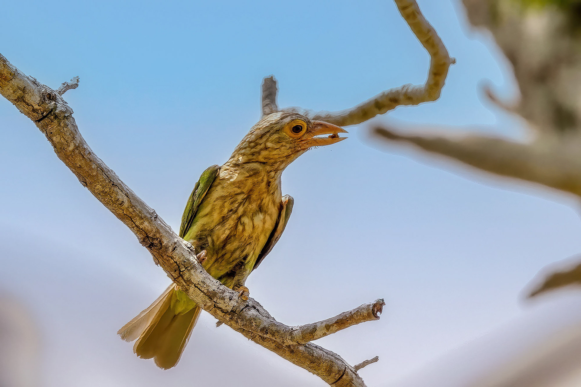 Streifenbartvogel