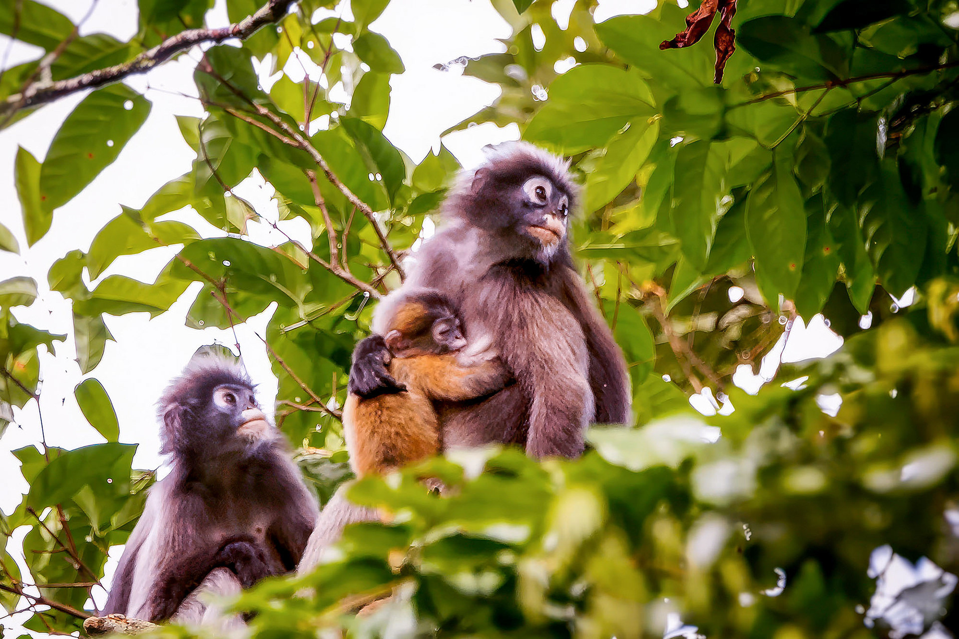 Südlicher Brillenlangur