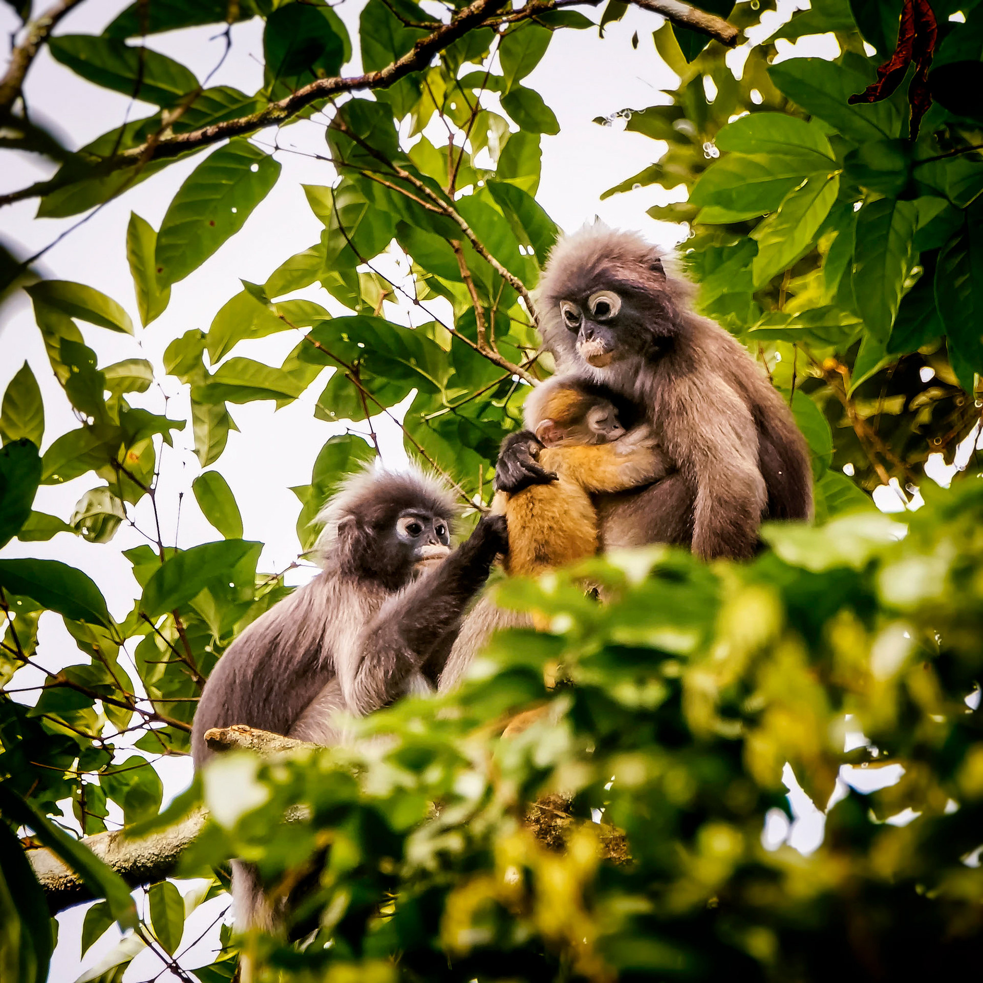 Südlicher Brillenlangur