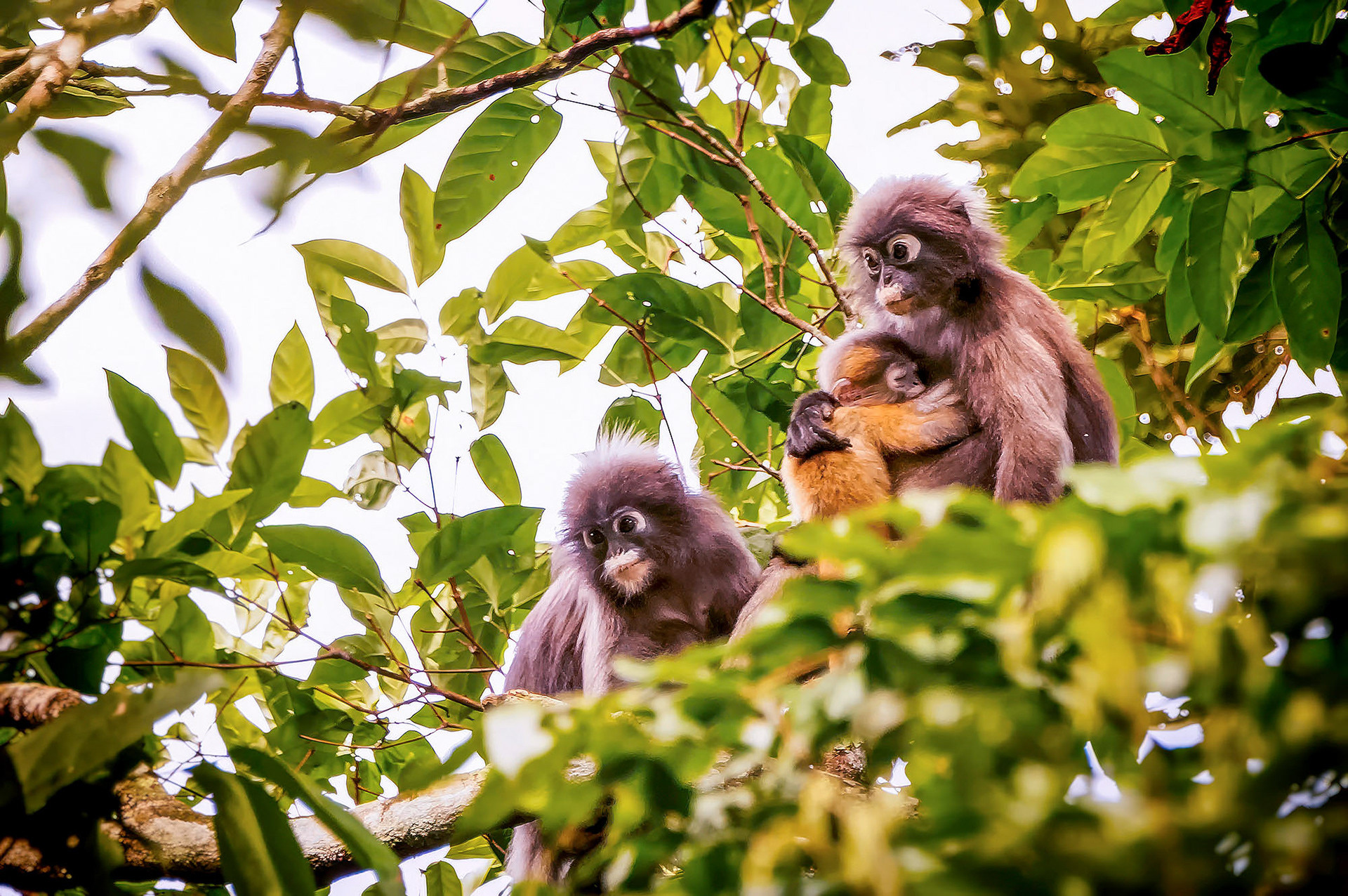 Südlicher Brillenlangur