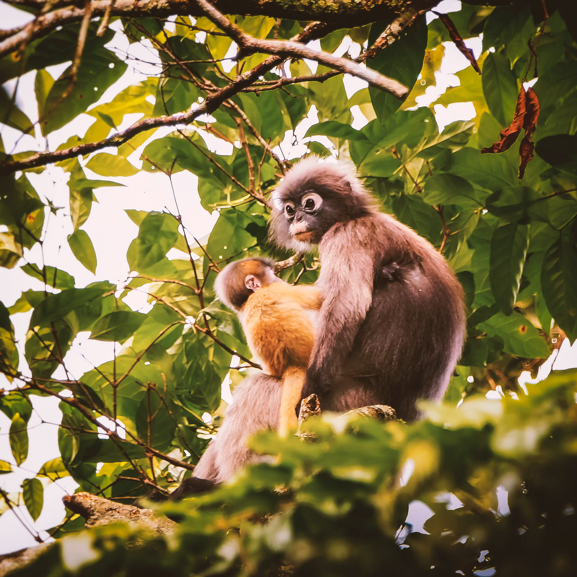 Südlicher Brillenlangur