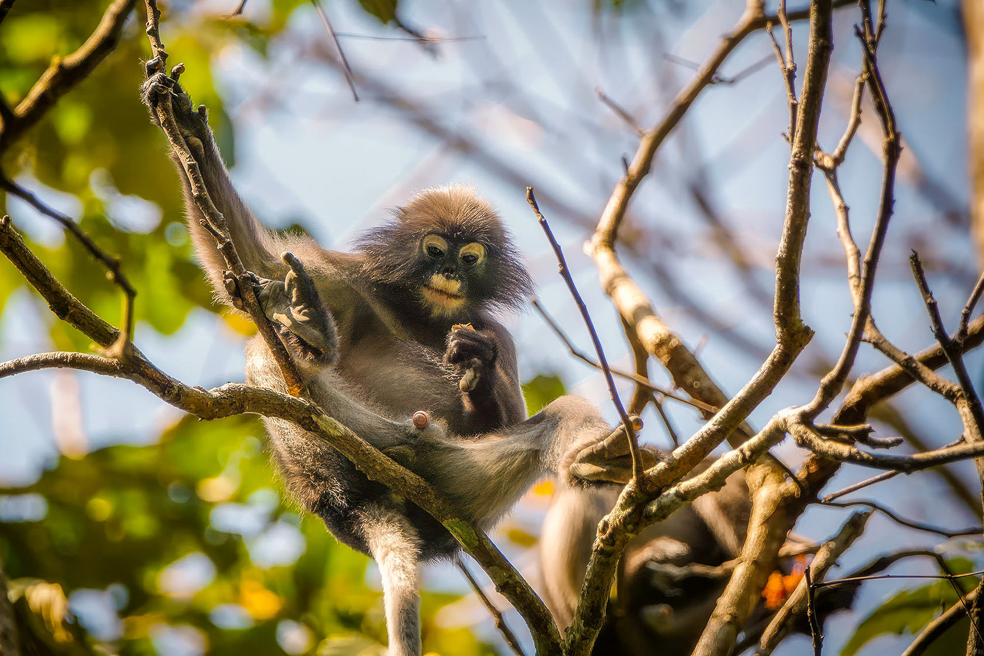 Südlicher Brillenlangur