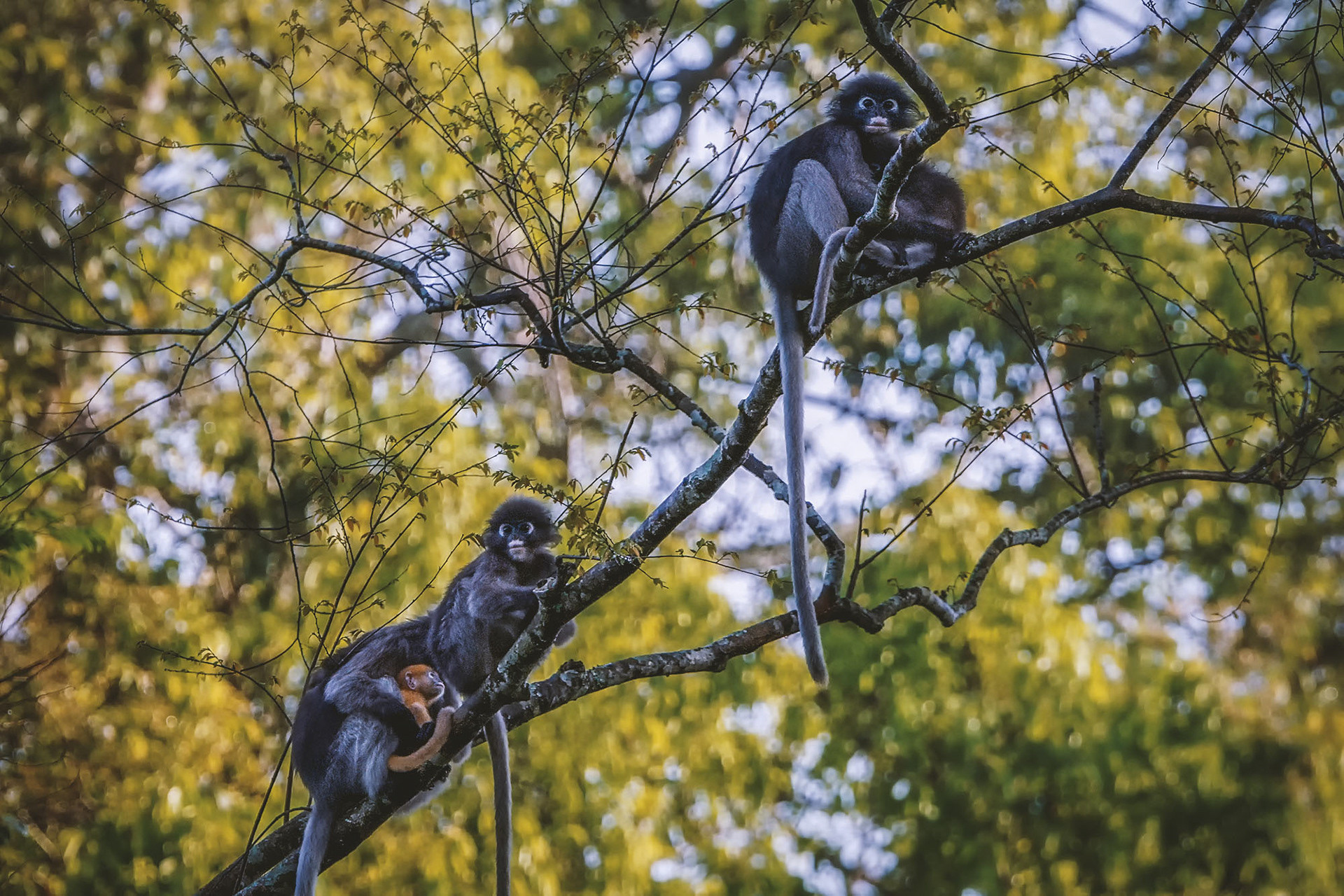 Südlicher Brillenlangur