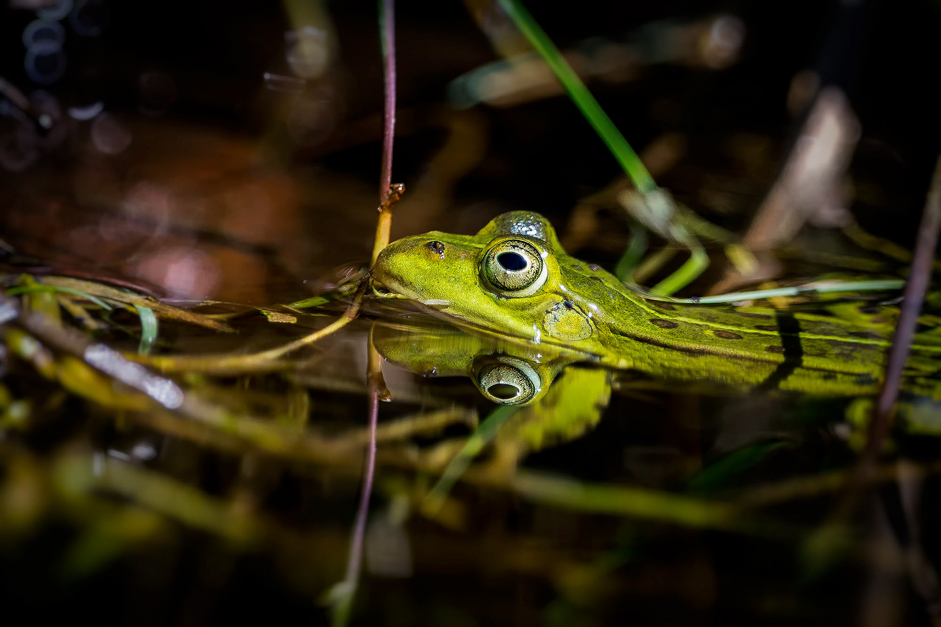 Teichfrosch