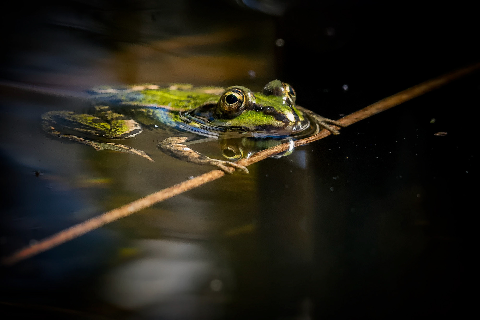 Teichfrosch