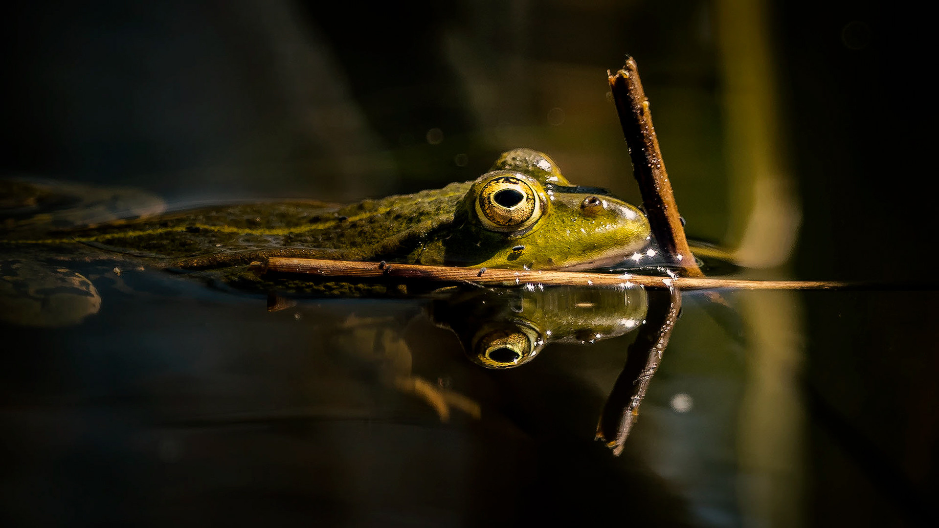 Teichfrosch