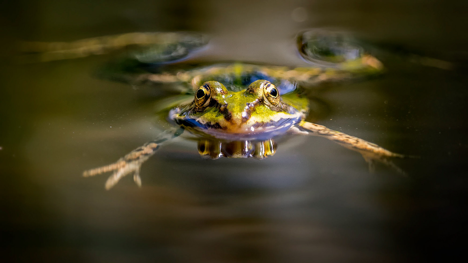 Teichfrosch