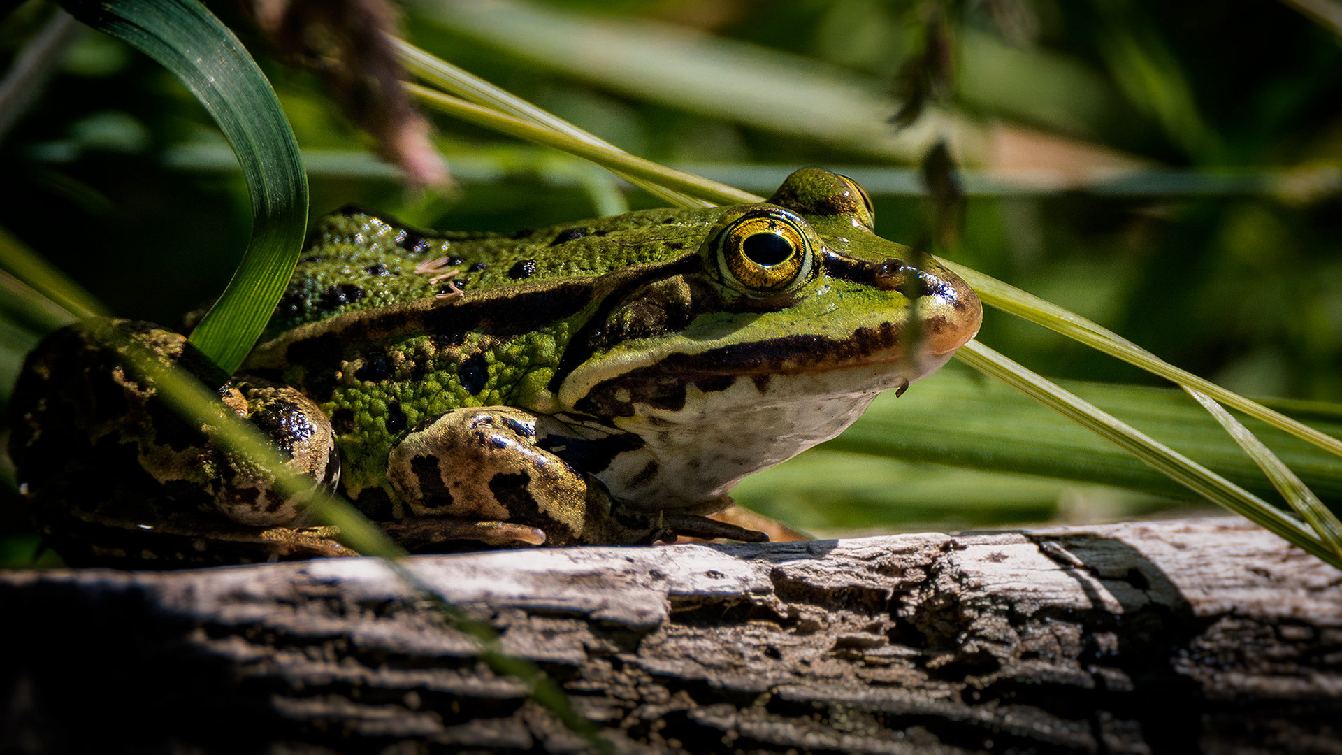 Teichfrosch