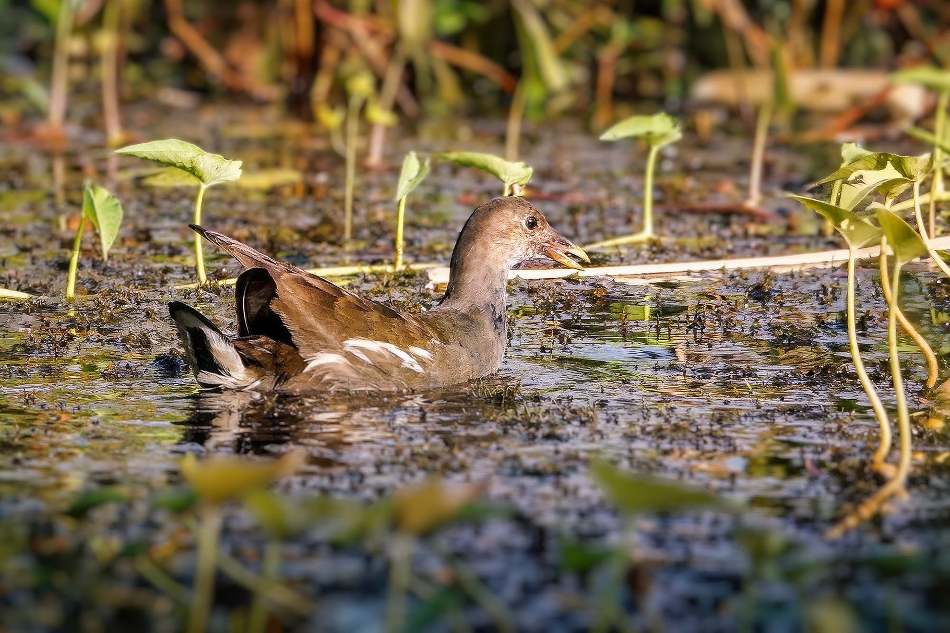 juvenile