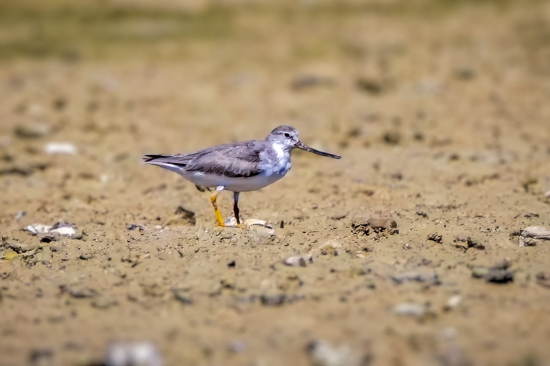 Terekwasserläufer