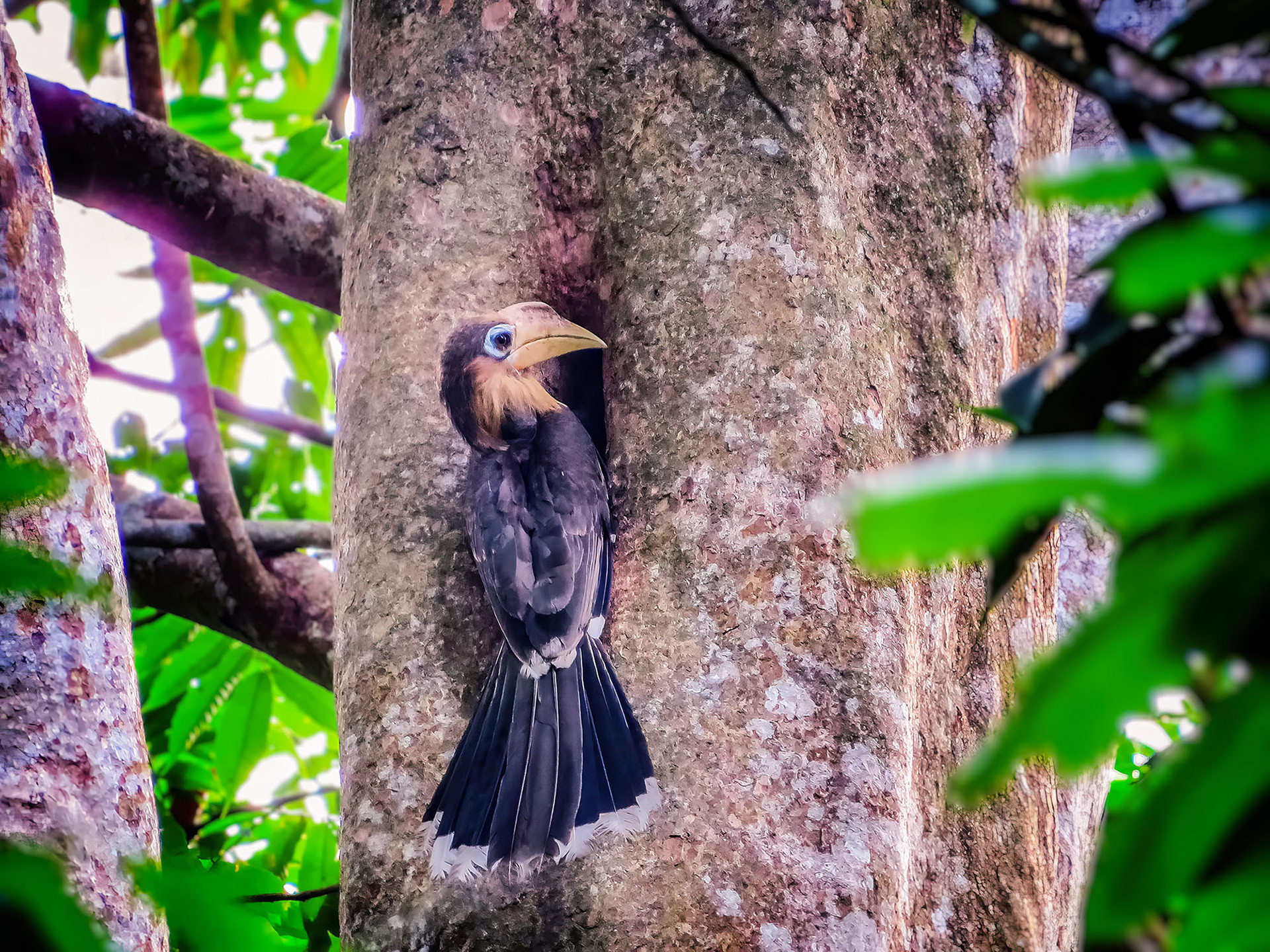 Tickellhornvogel