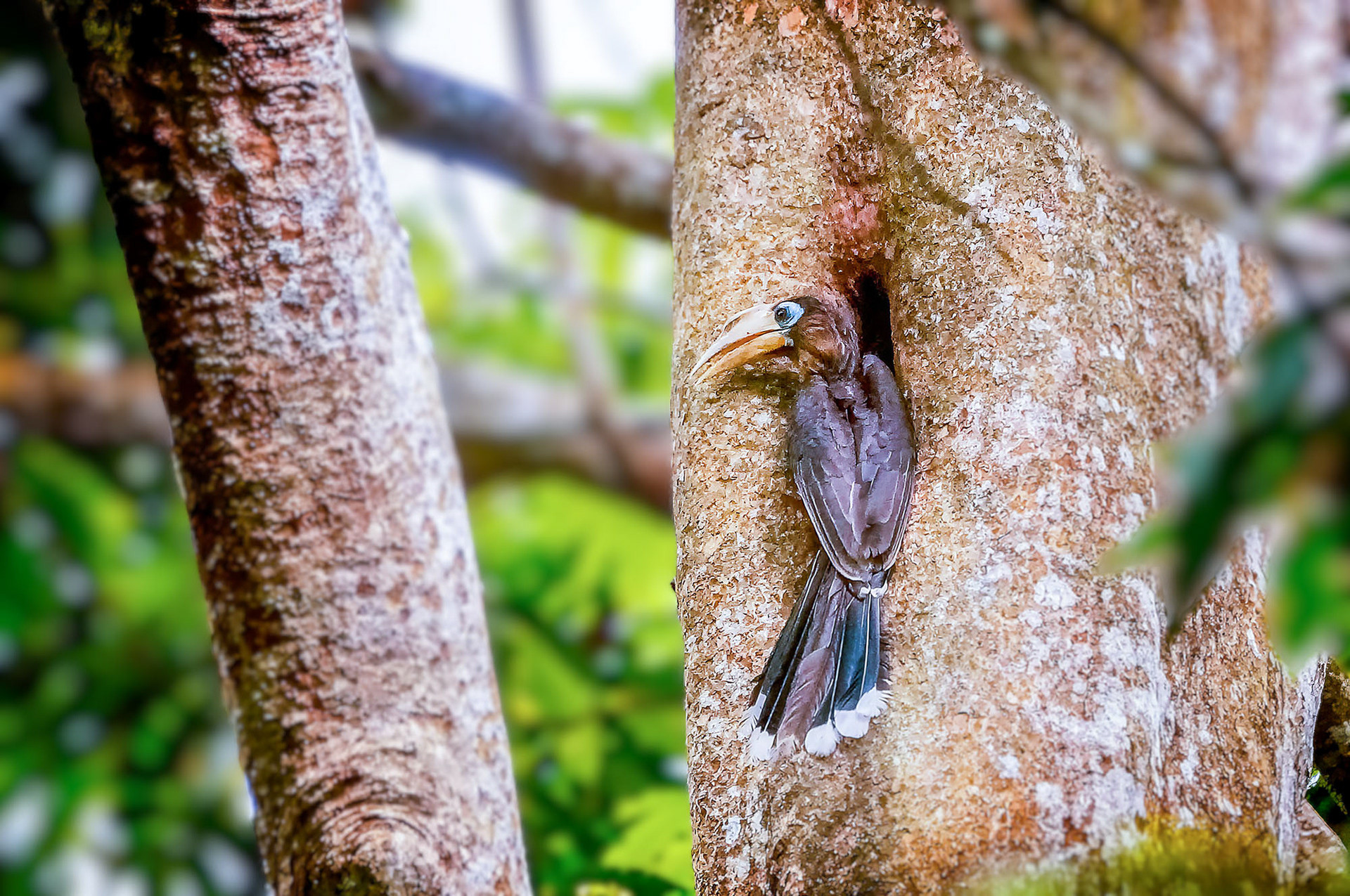 Tickellhornvogel