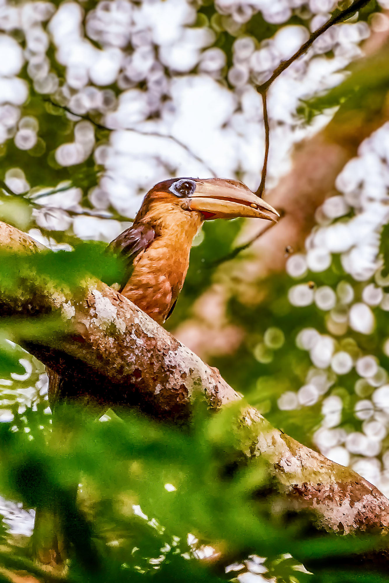 Tickellhornvogel