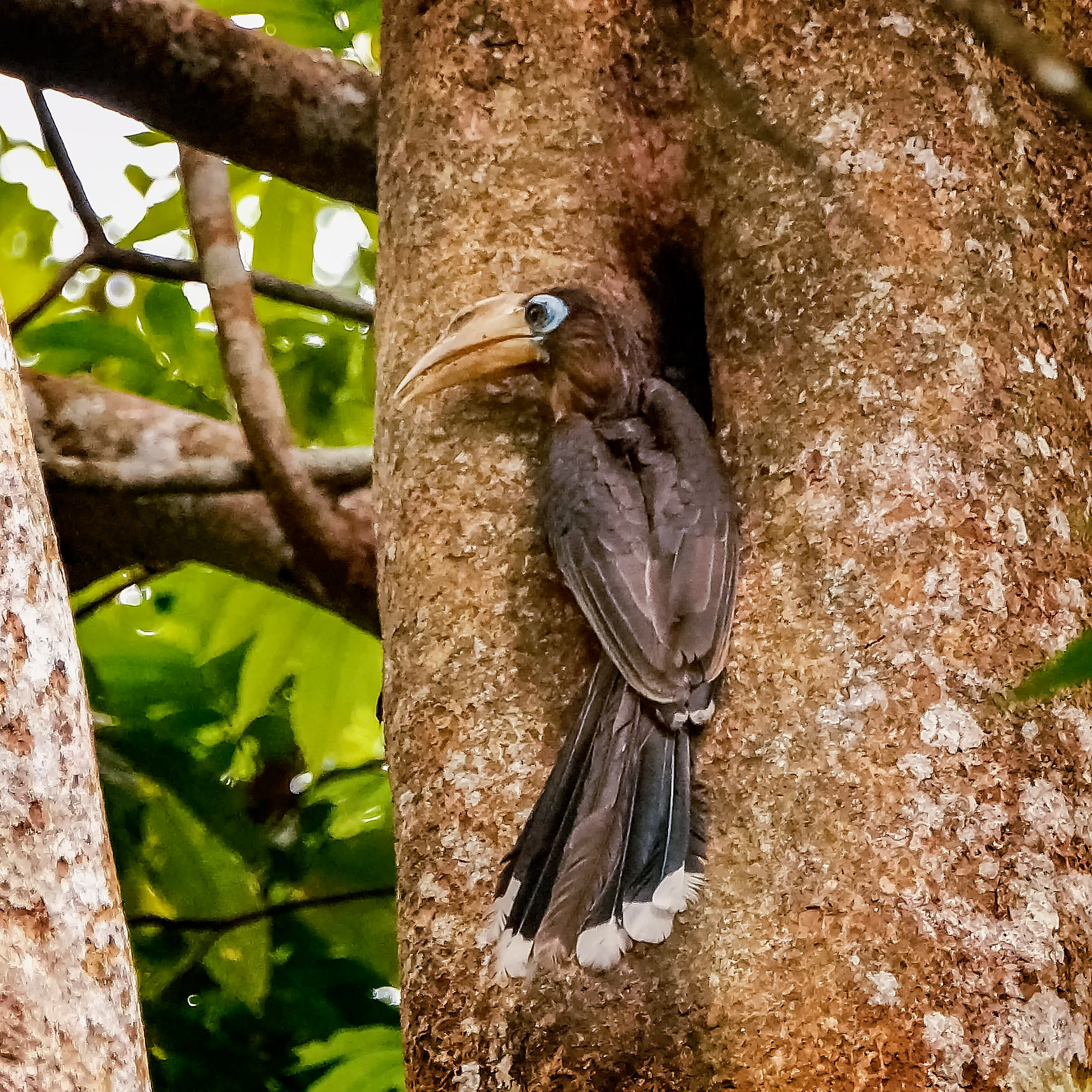 Tickellhornvogel