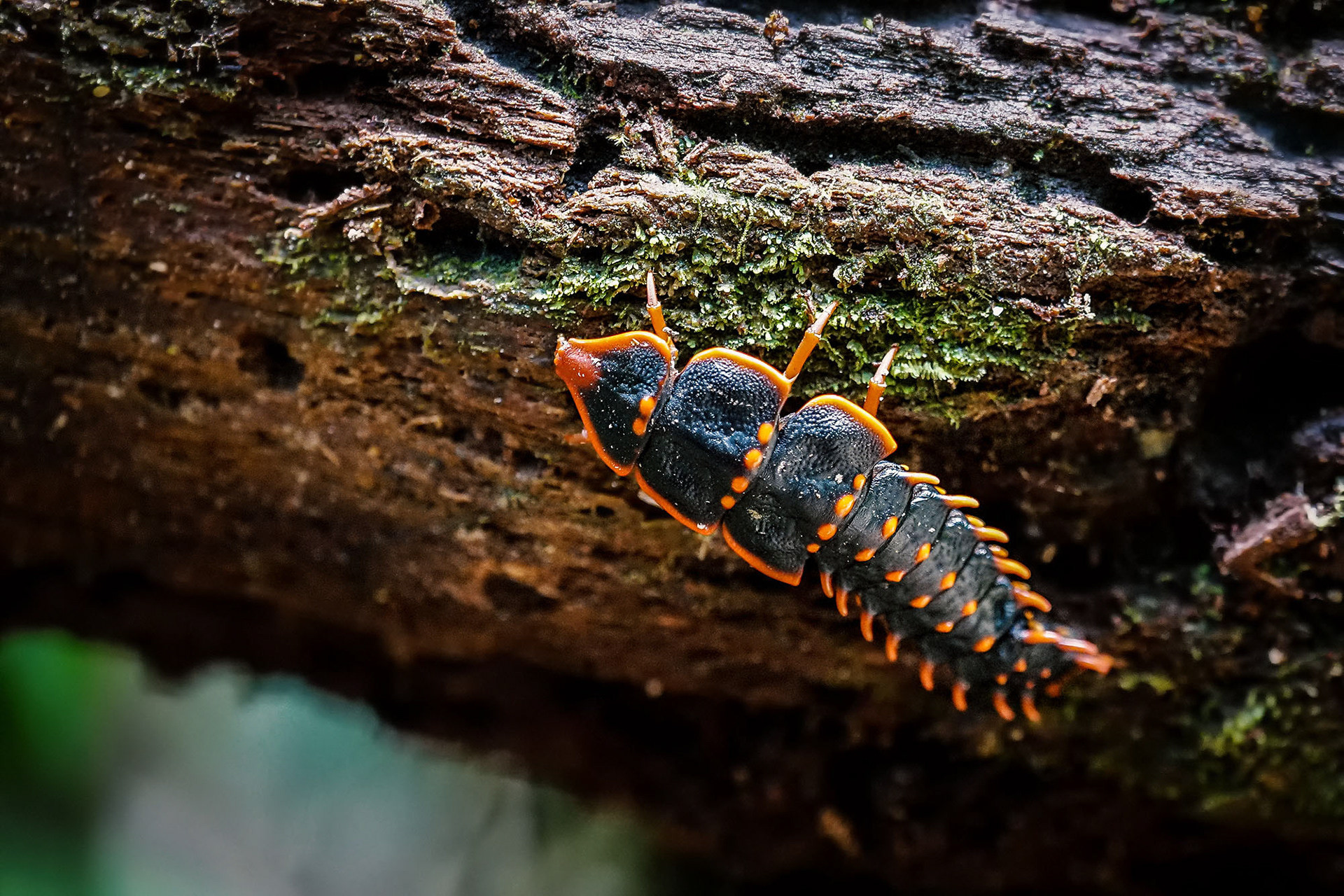 Trilobitenkäfer