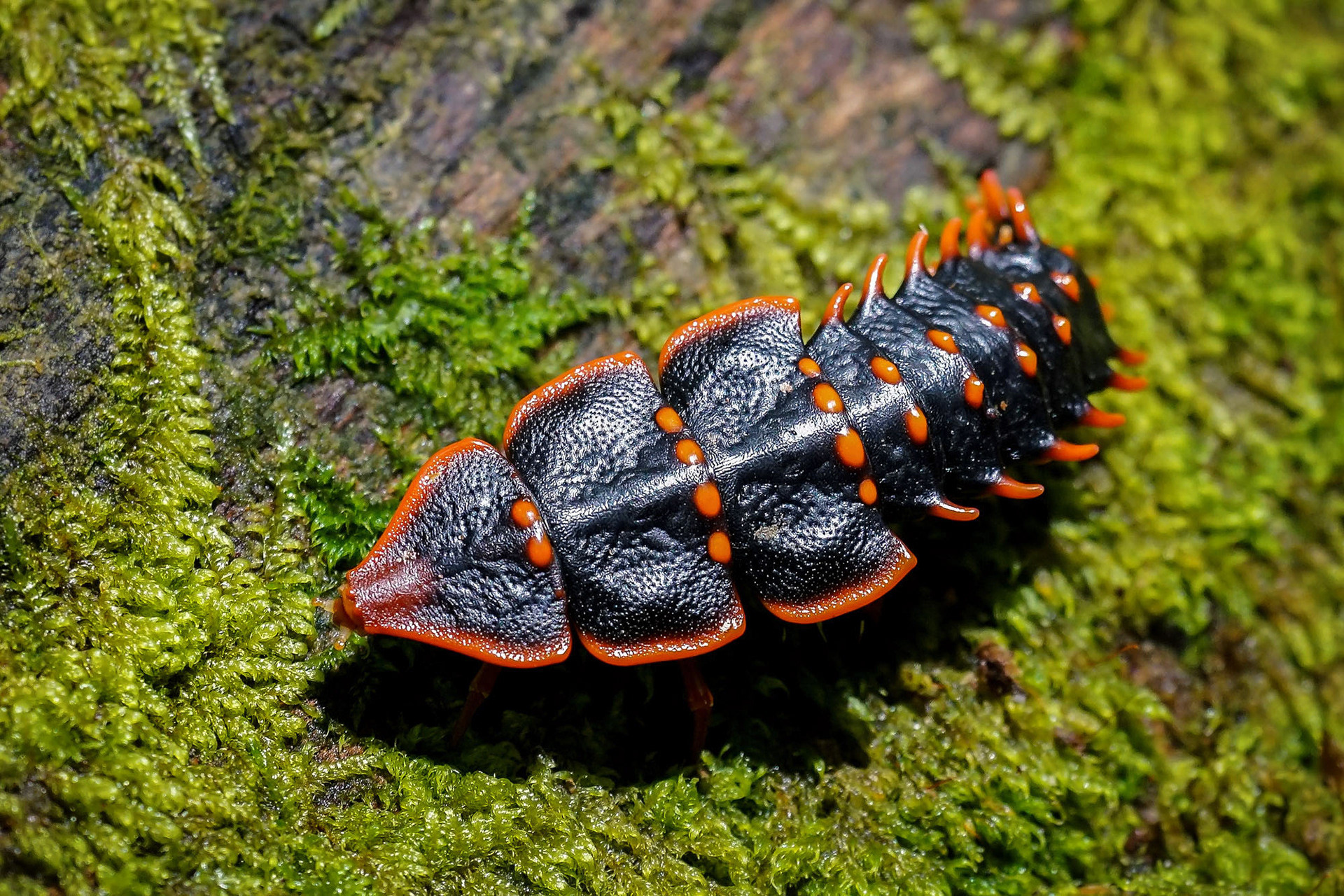 Trilobitenkäfer