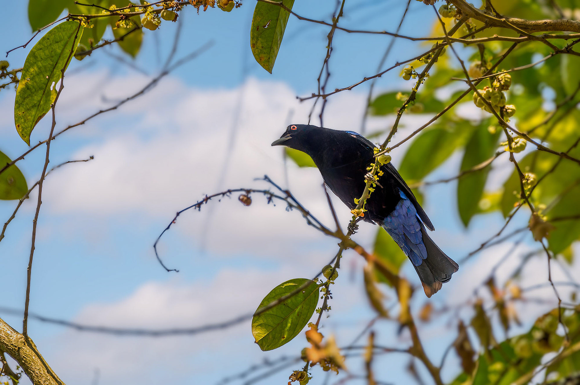 Türkisfeenvogel (Elfenblauvogel)