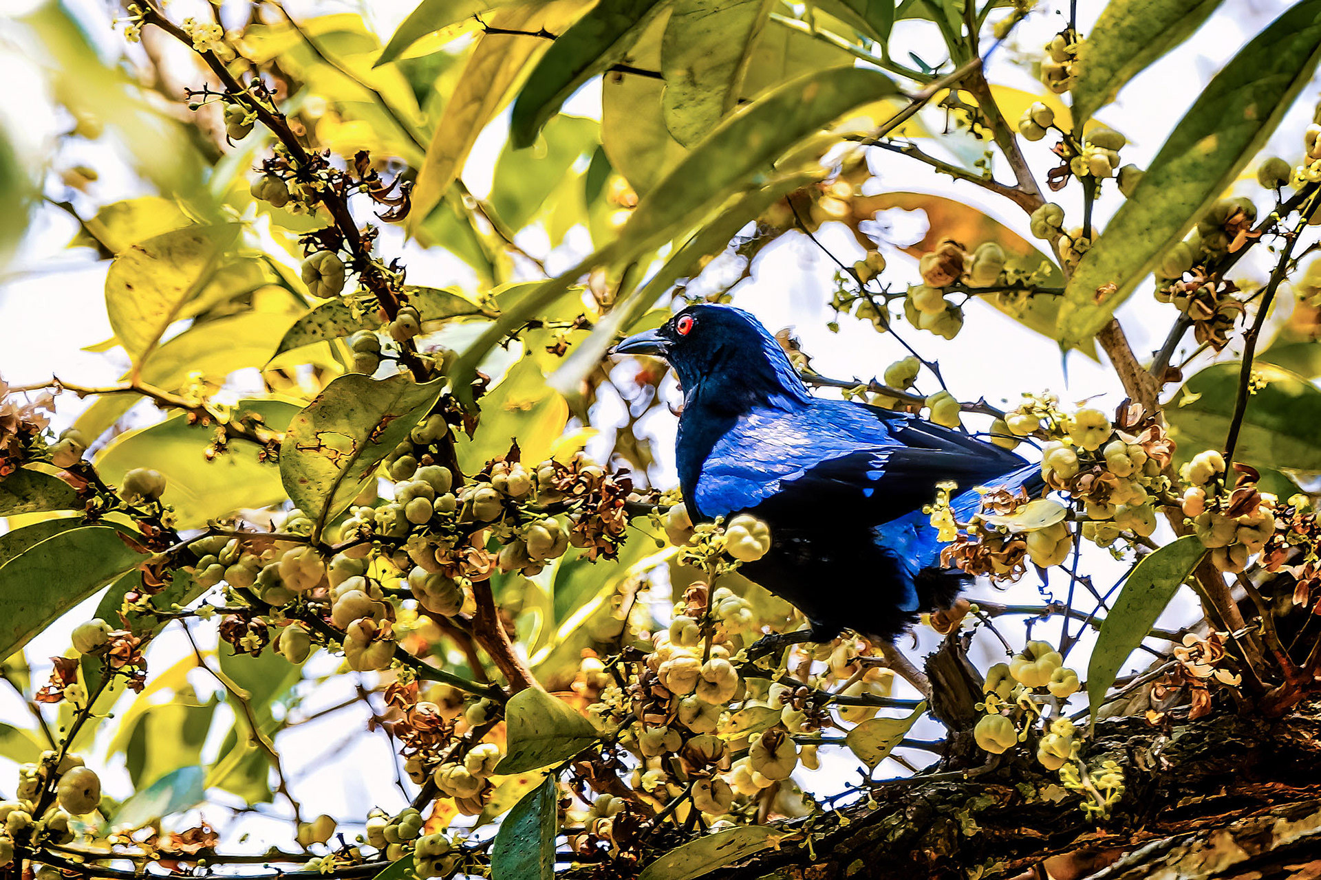 Türkisfeenvogel (Elfenblauvogel)