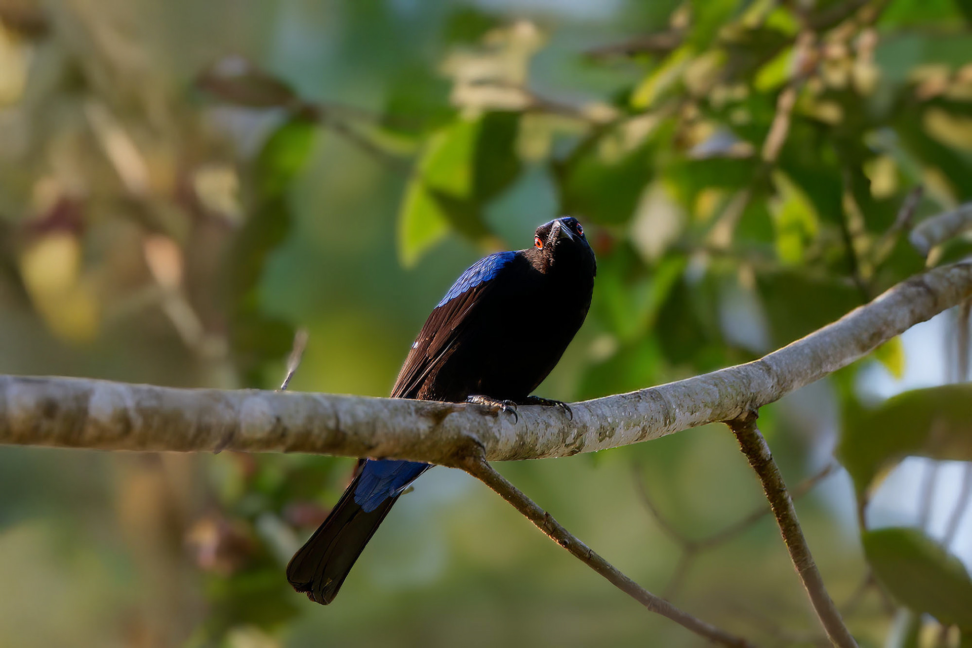 Türkisfeenvogel (Elfenblauvogel)