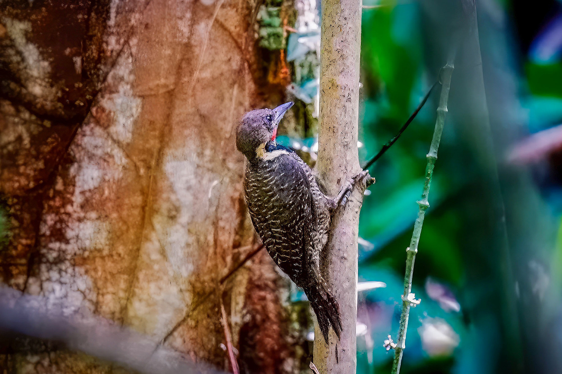 male
