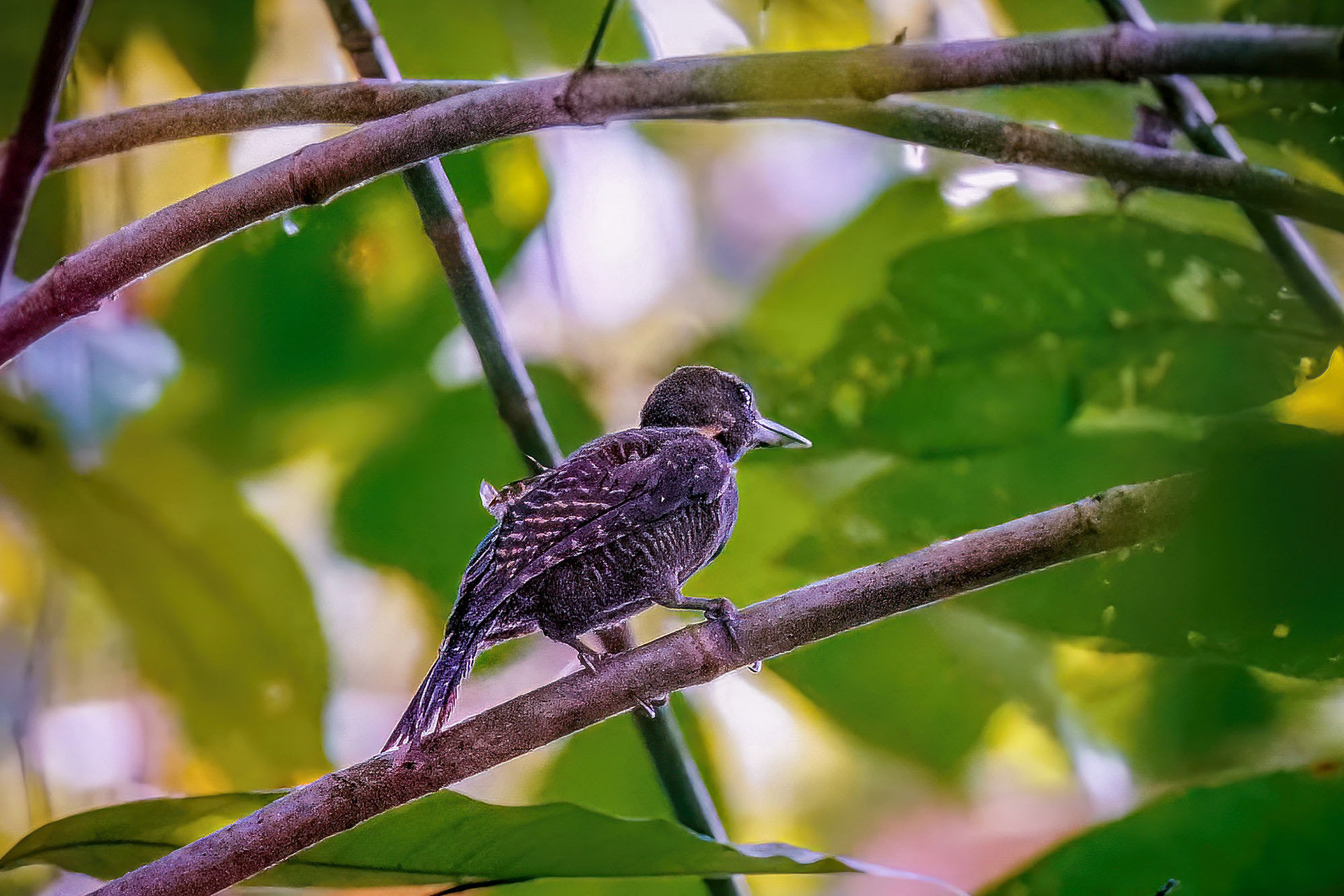 female