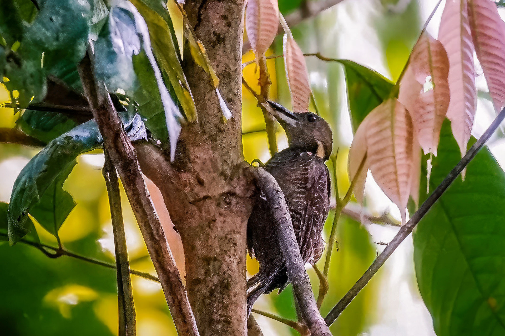 female