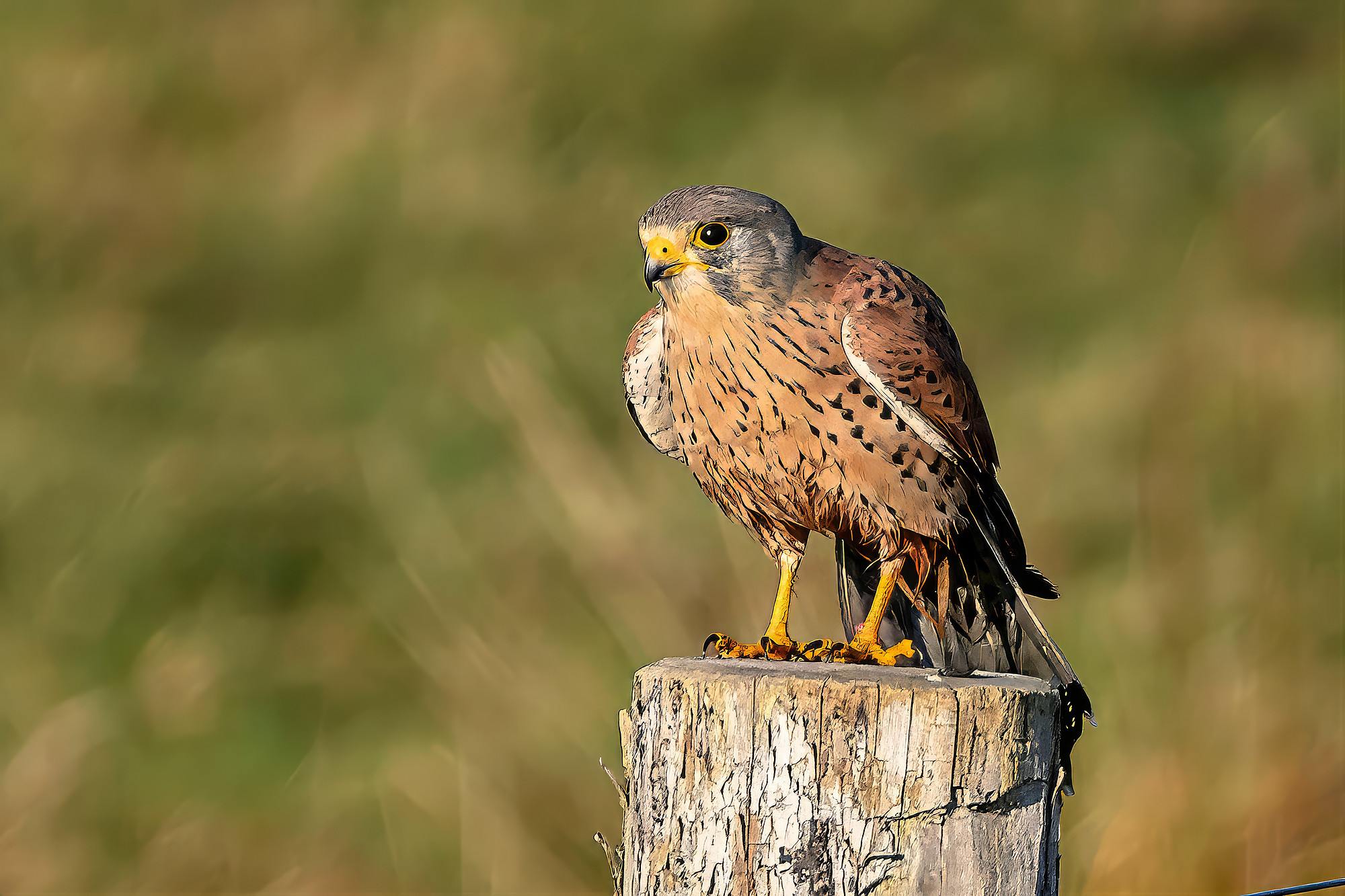 Turmfalke