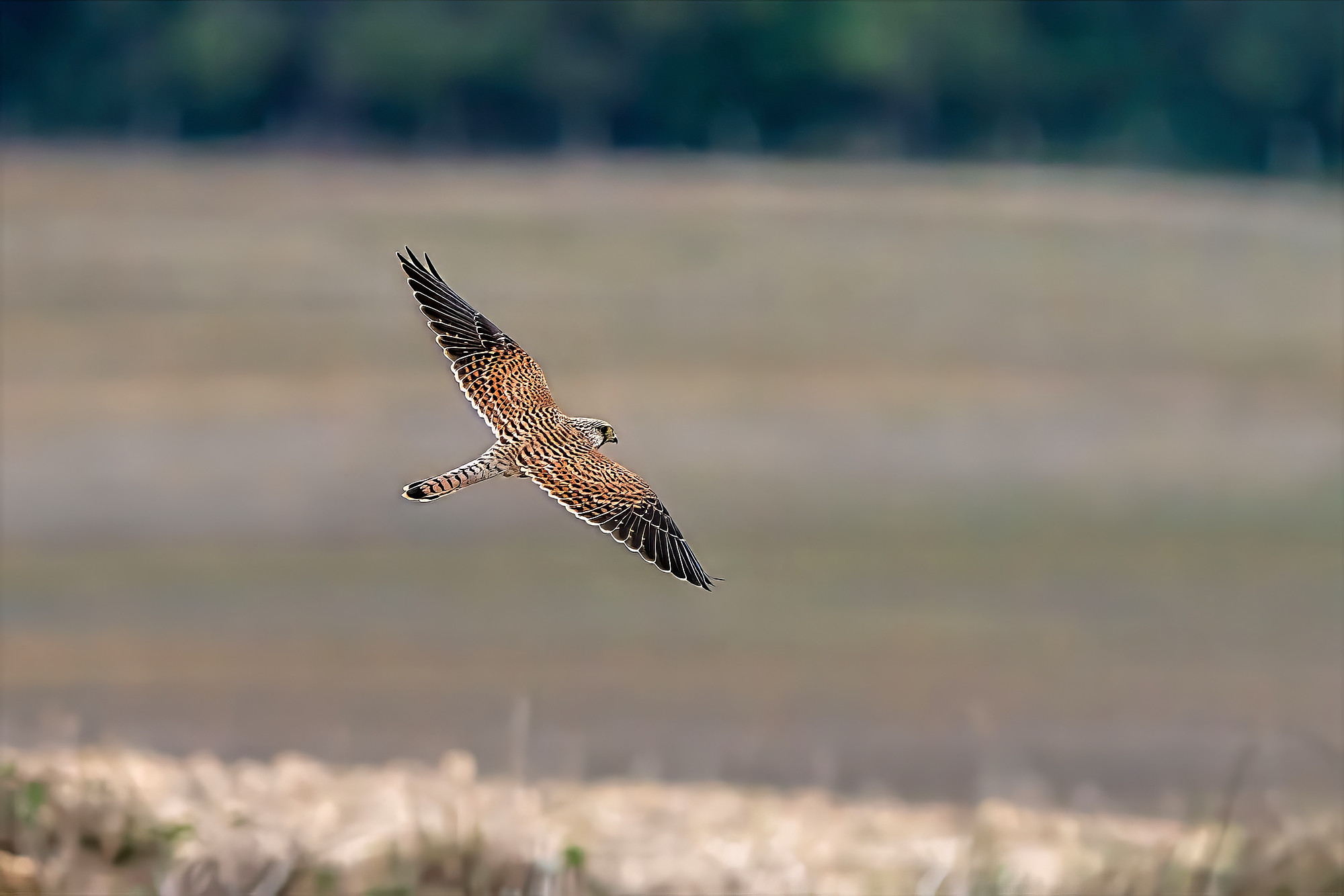 Turmfalke