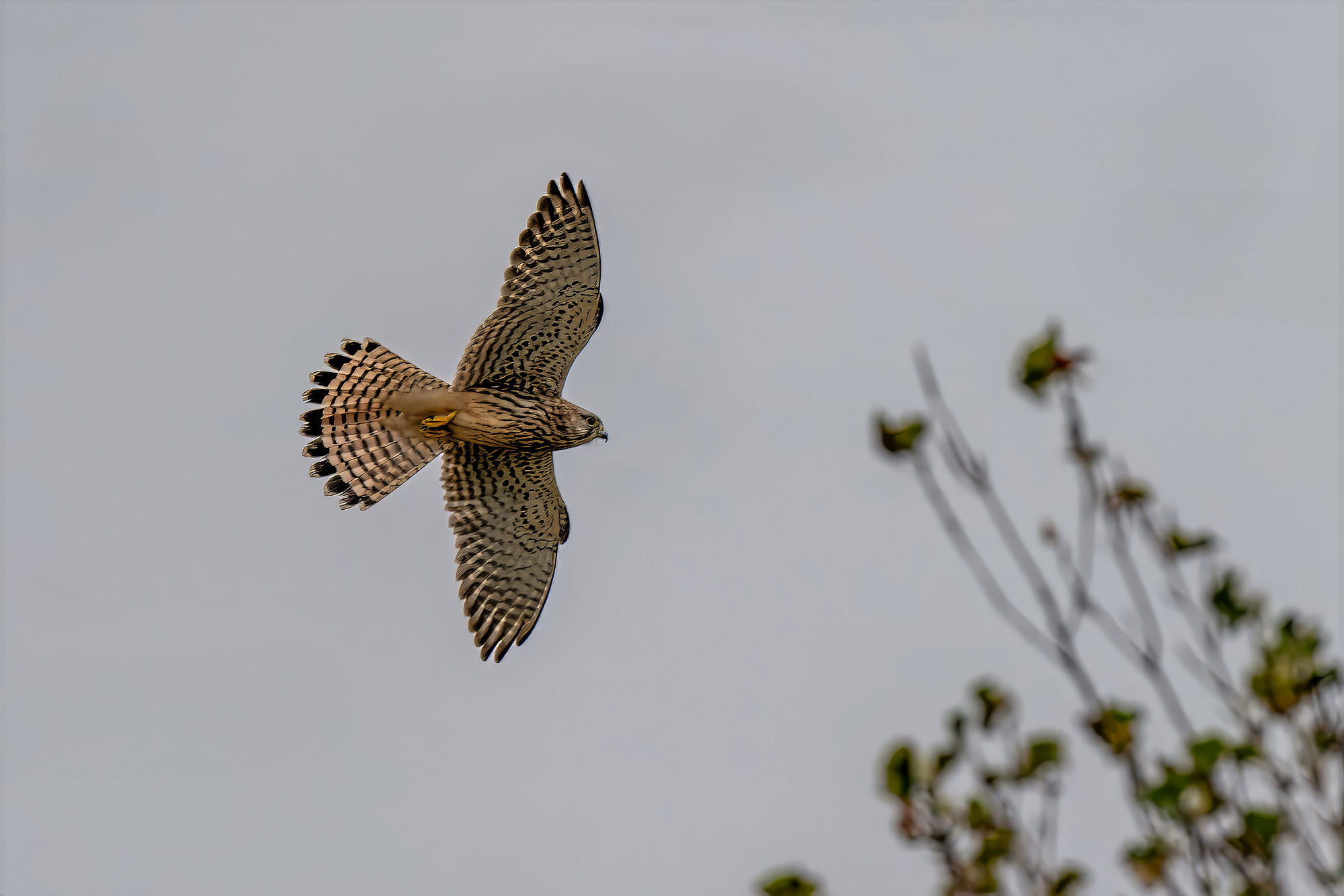 Turmfalke