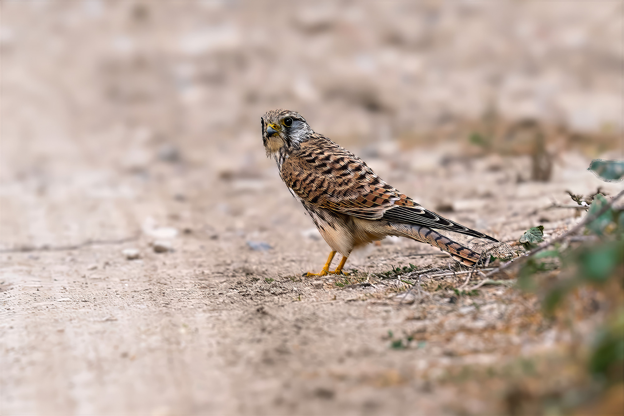 Turmfalke