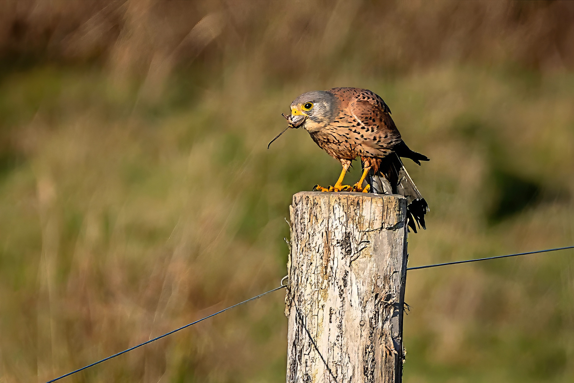 Turmfalke