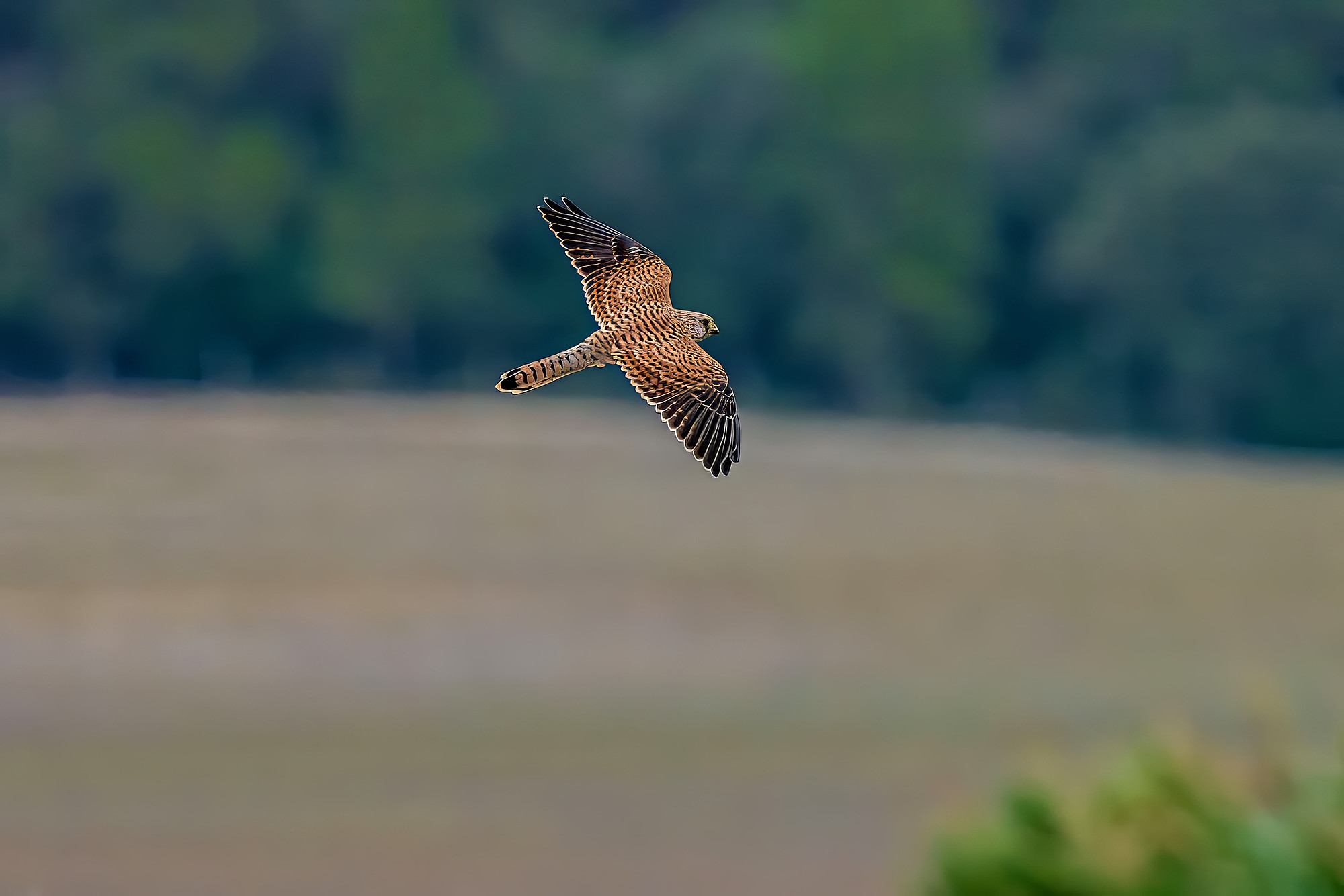 Turmfalke