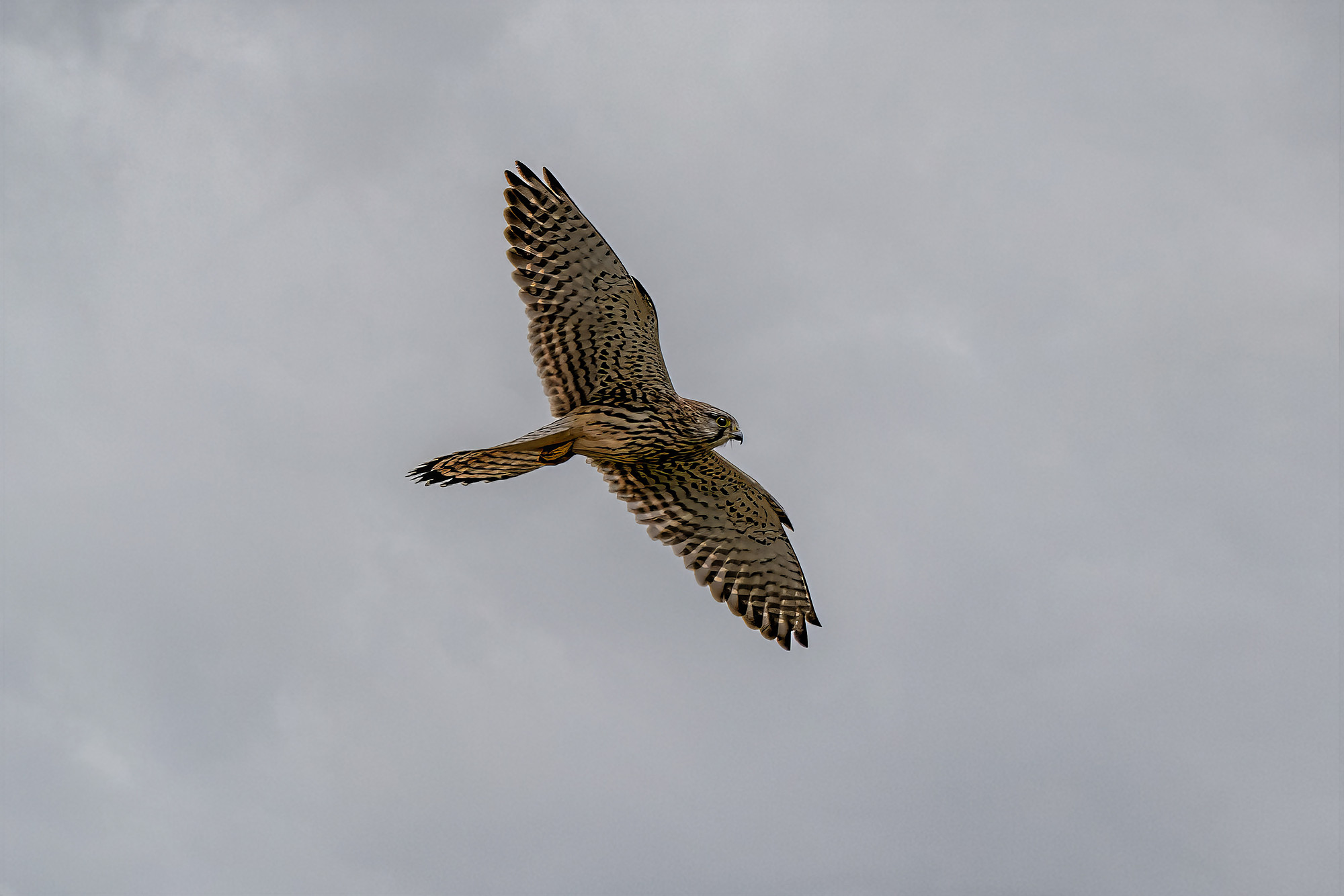 Turmfalke