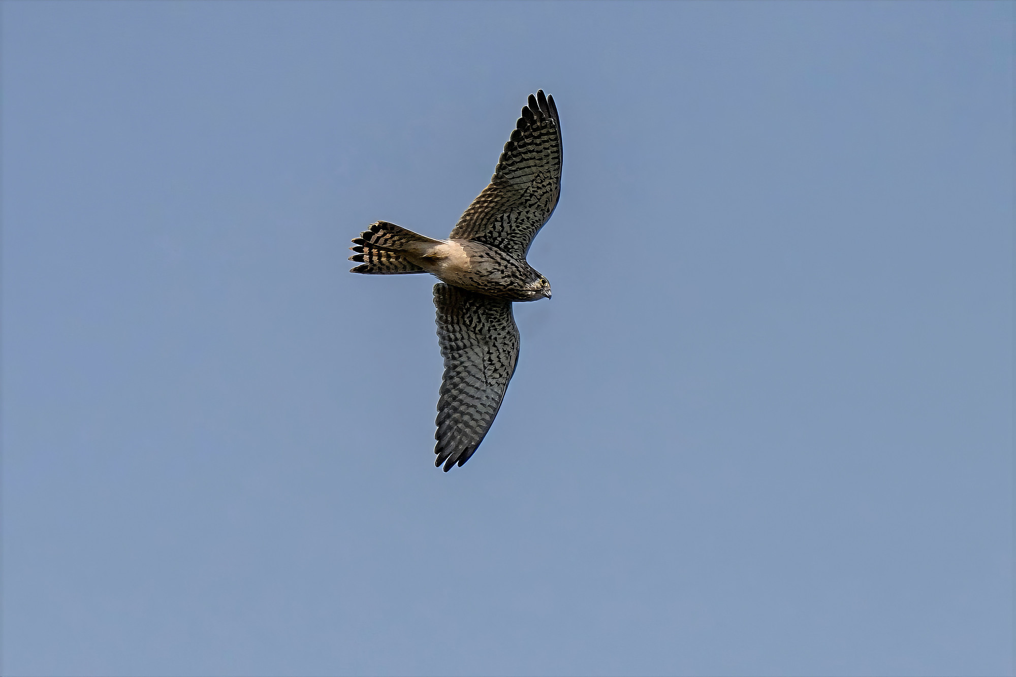 Turmfalke