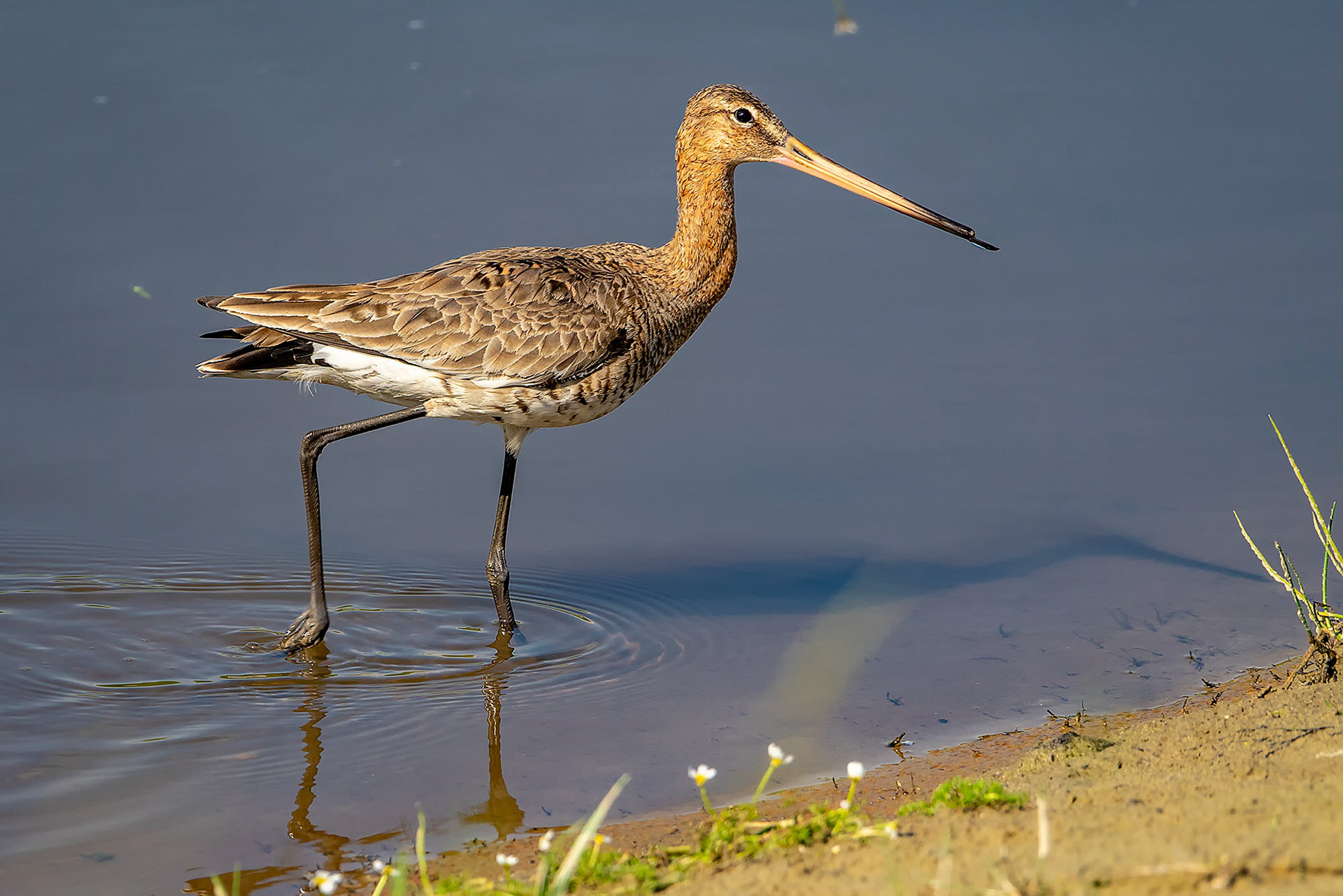 Uferschnepfe