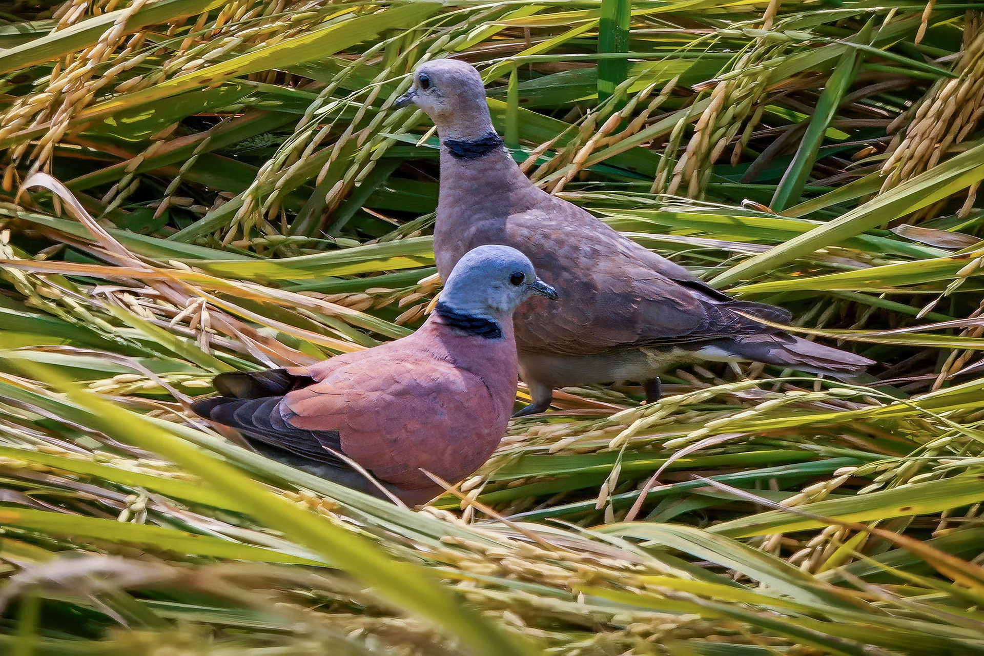 male & female