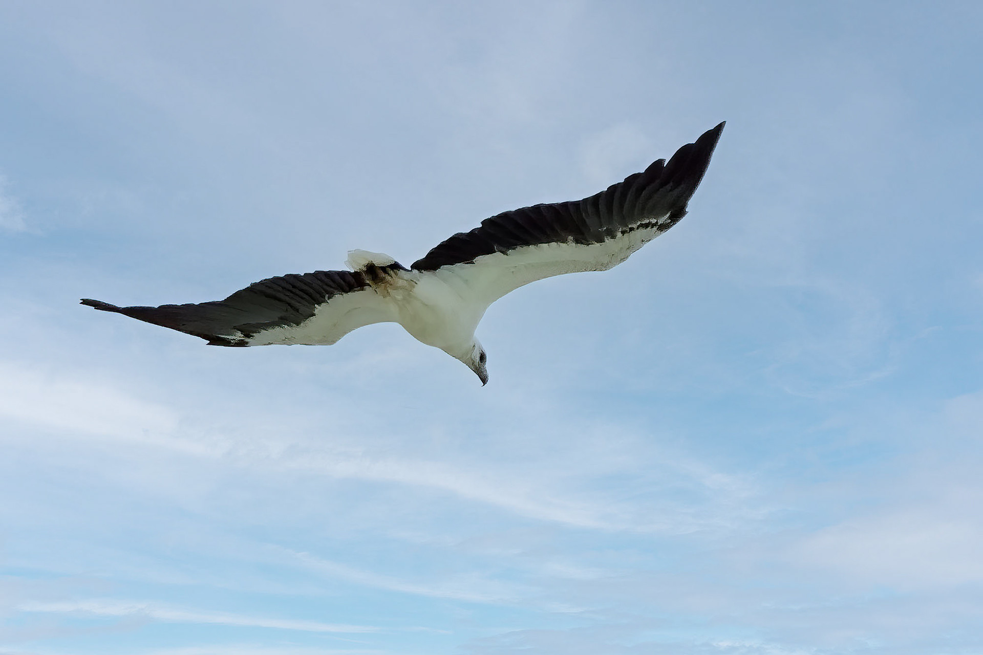 Weißbauchseeadler