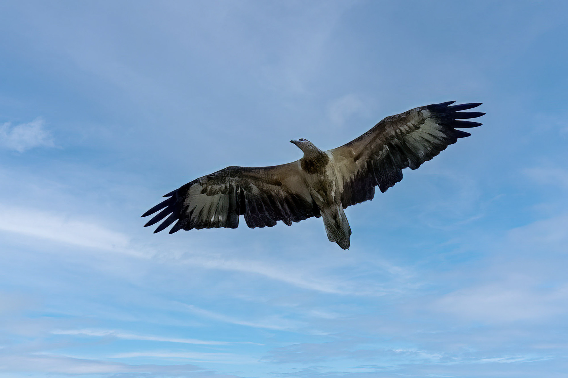 juvenile