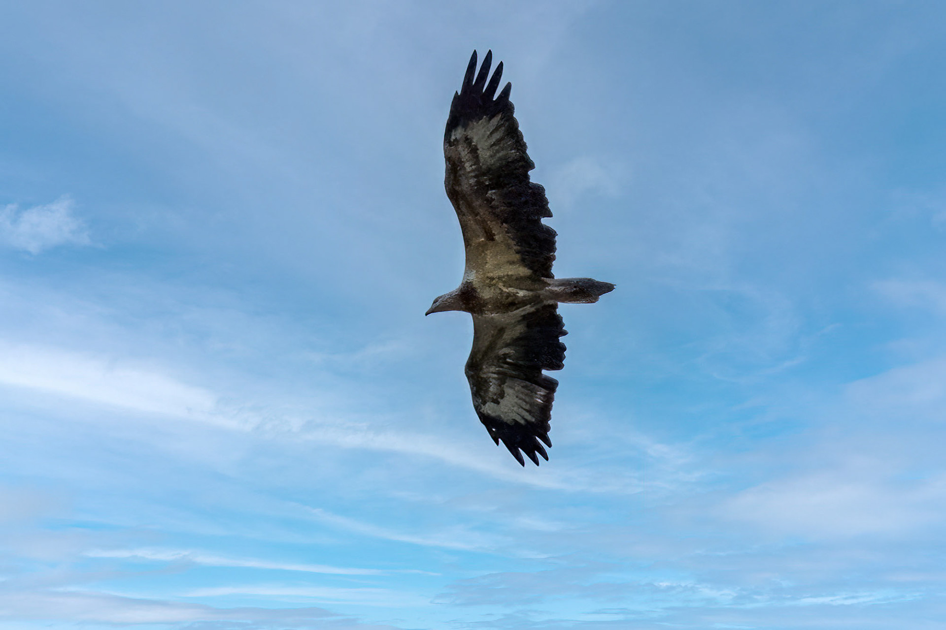 juvenile