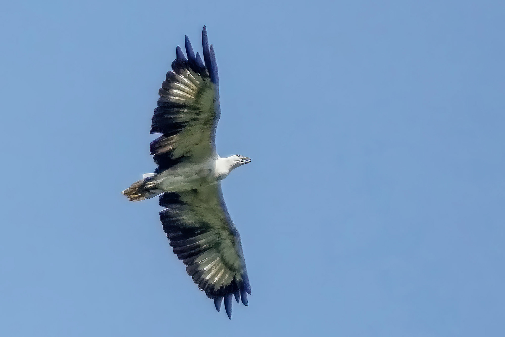 Weißbauchseeadler