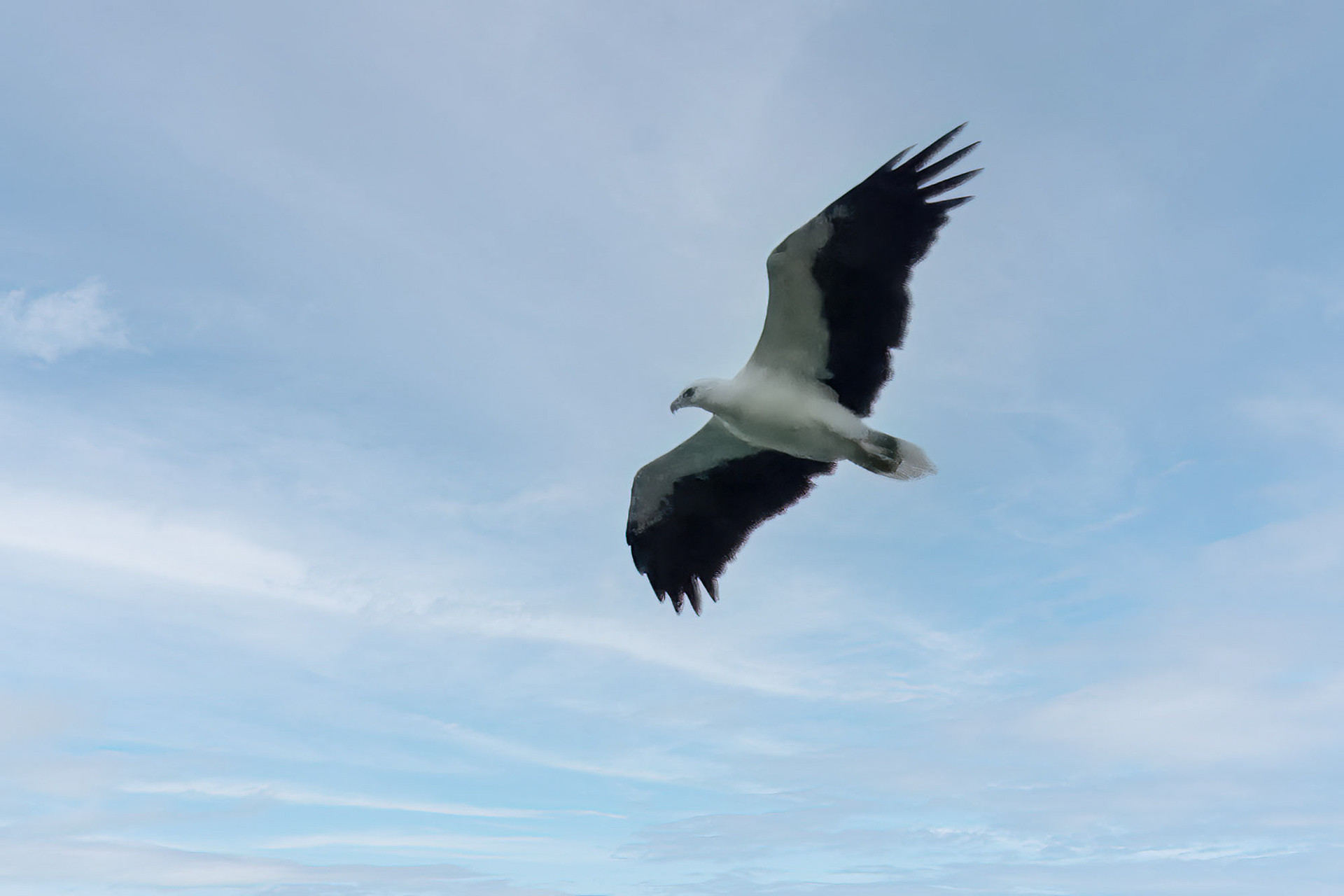 Weißbauchseeadler