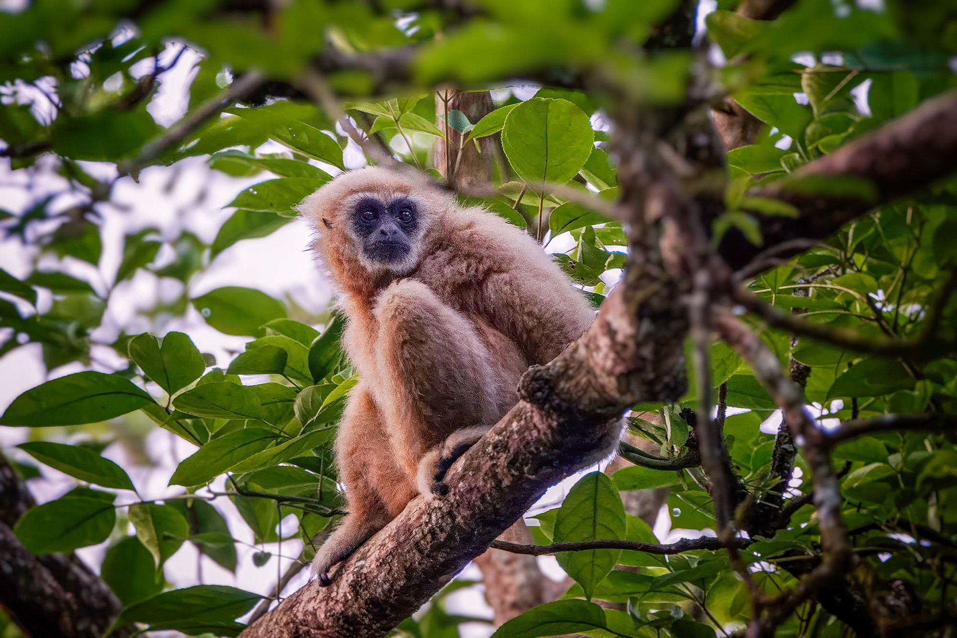Weißhandgibbon (Lar)
