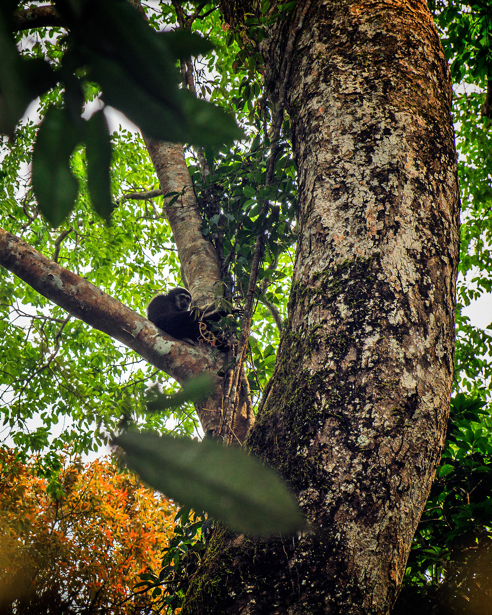 Weißhandgibbon (Lar)