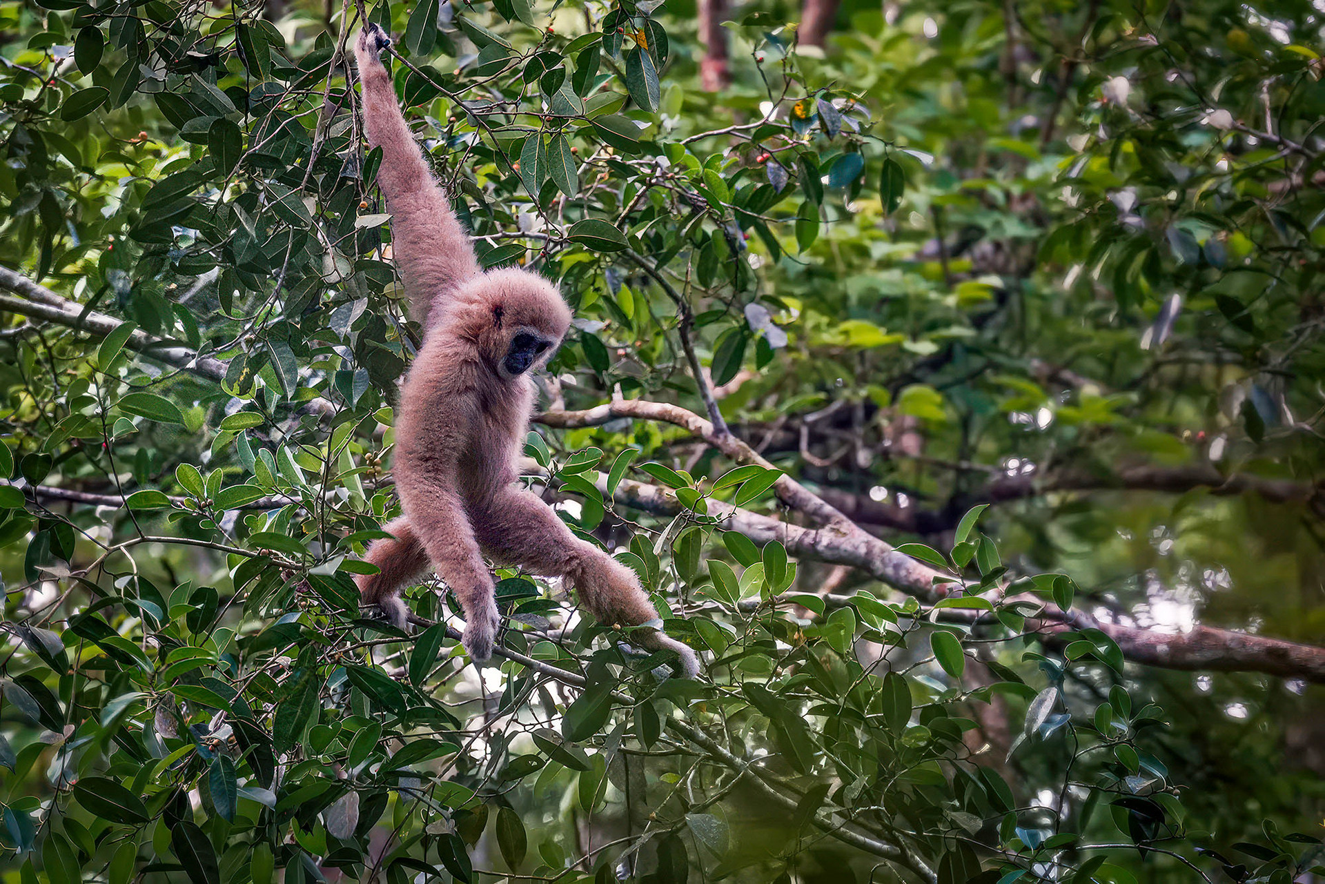 Weißhandgibbon (Lar)
