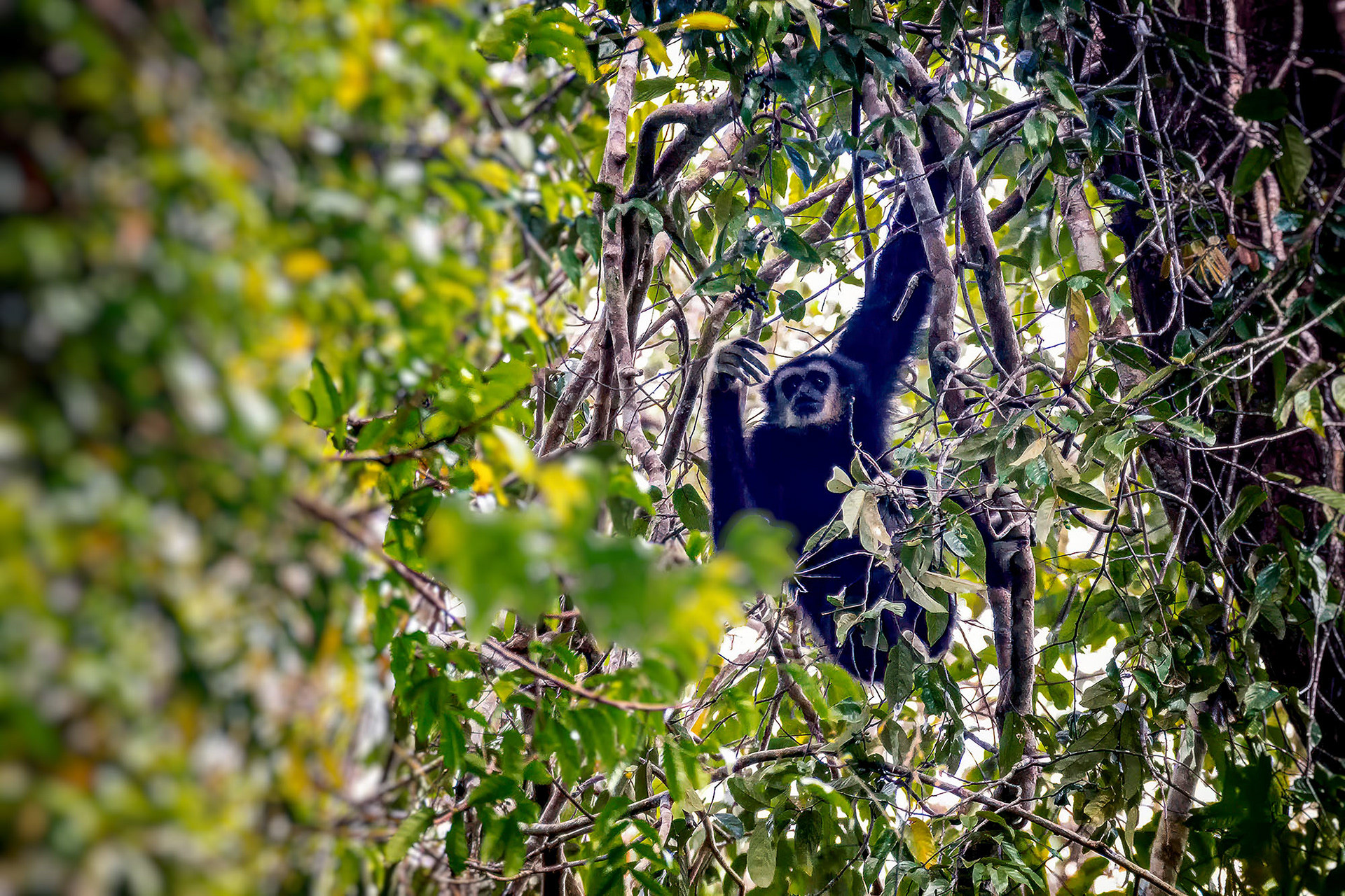 Weißhandgibbon (Lar)