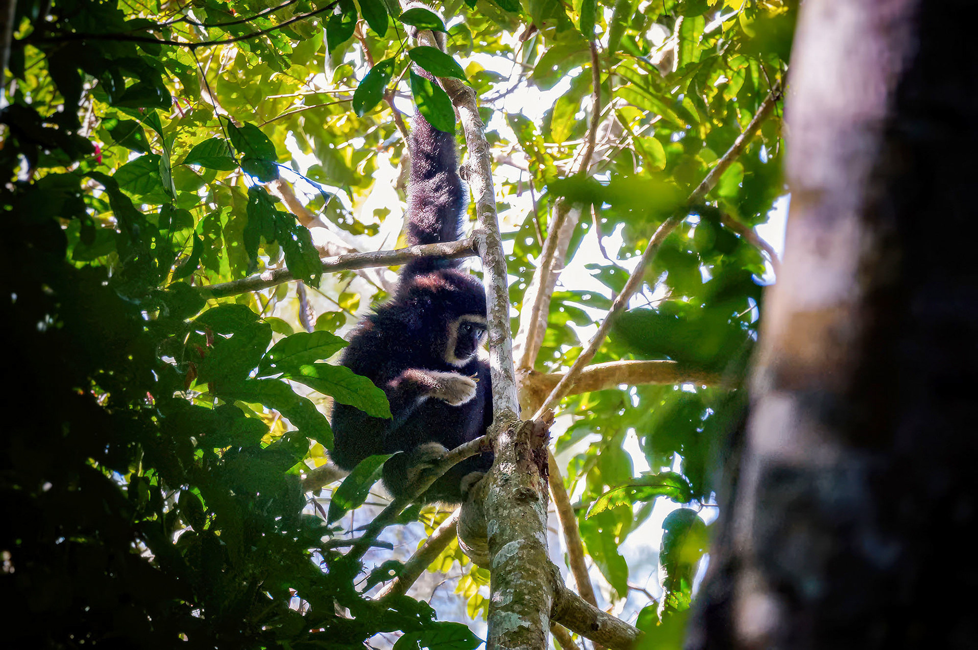 Weißhandgibbon (Lar)