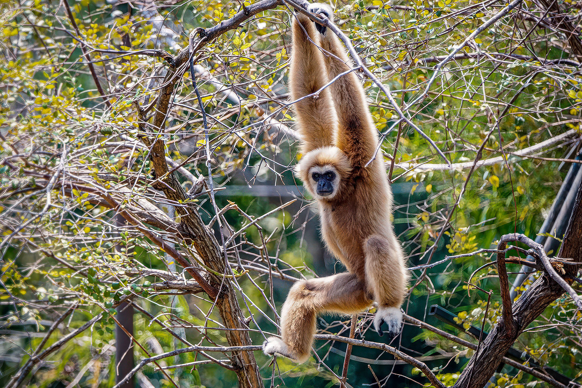 Weißhandgibbon (Lar)