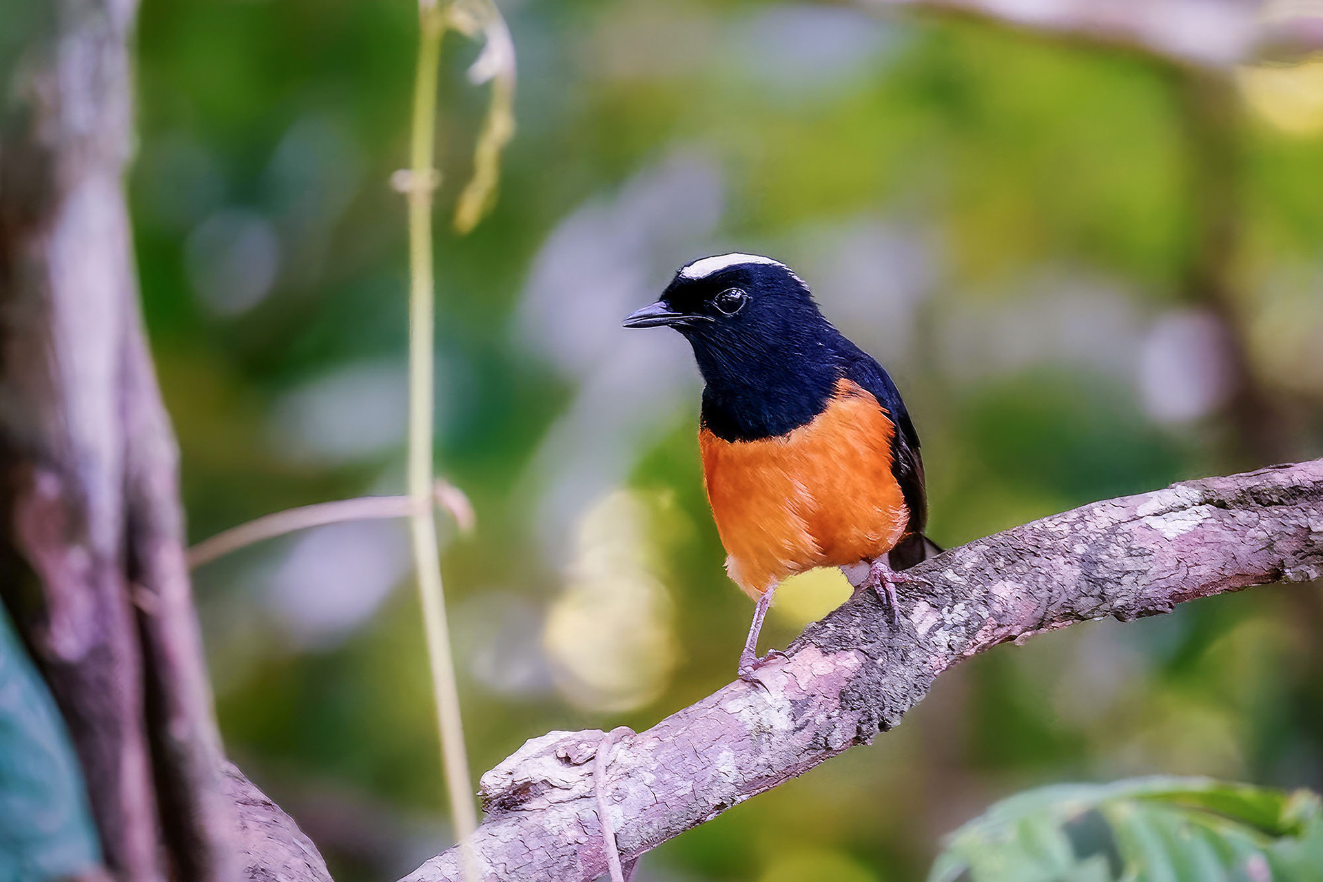 male
