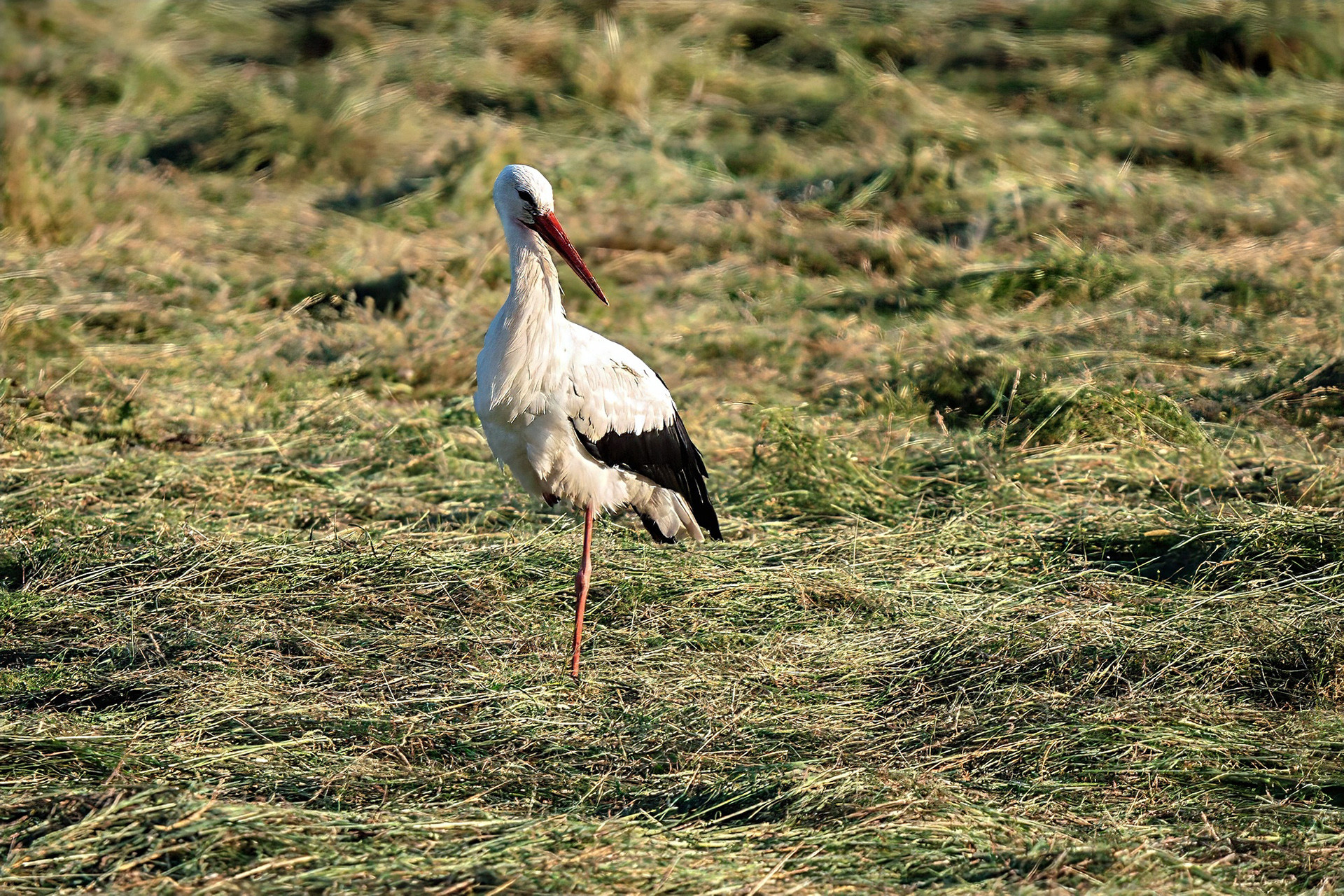 Weißstorch
