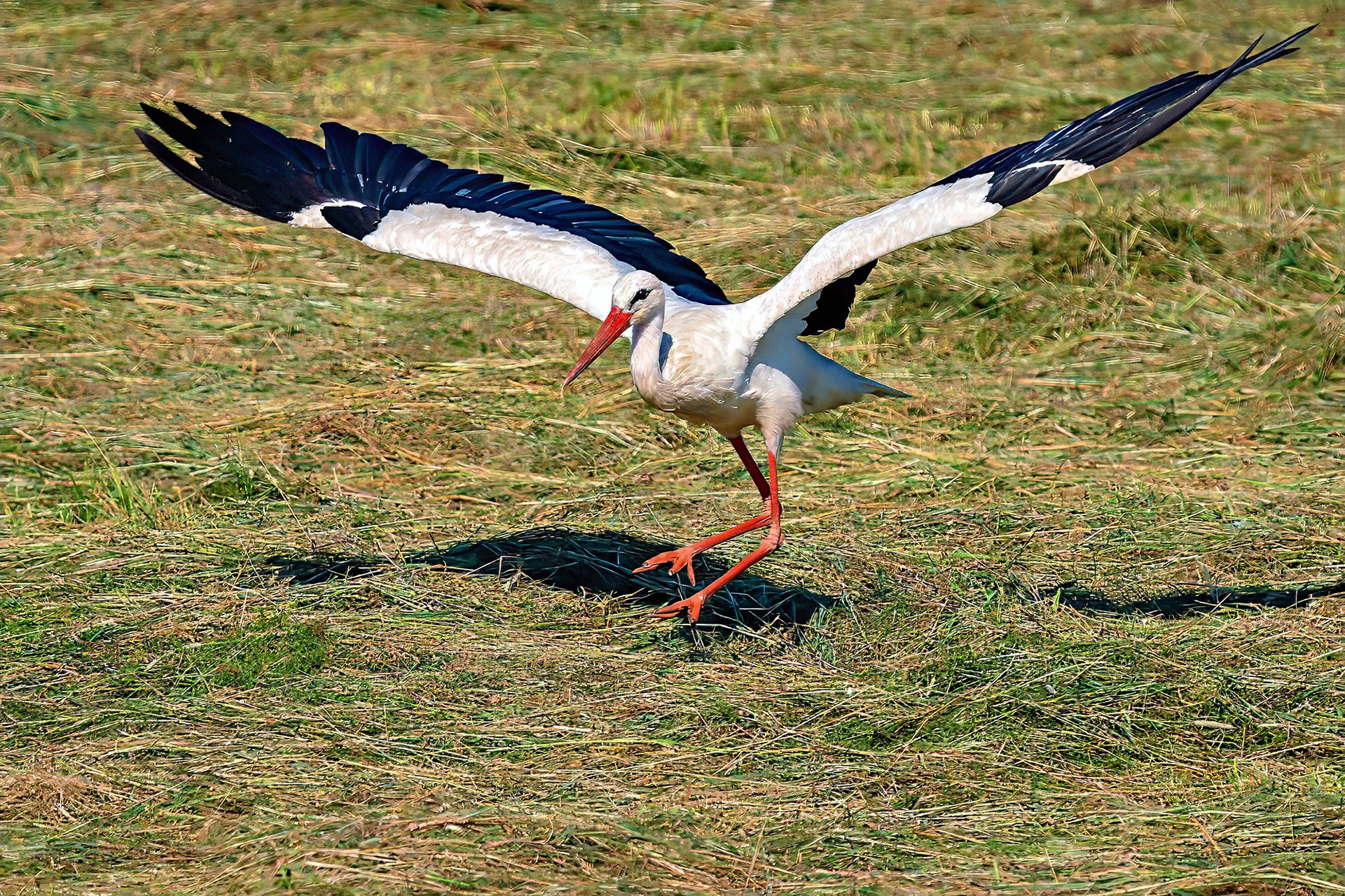 Weißstorch